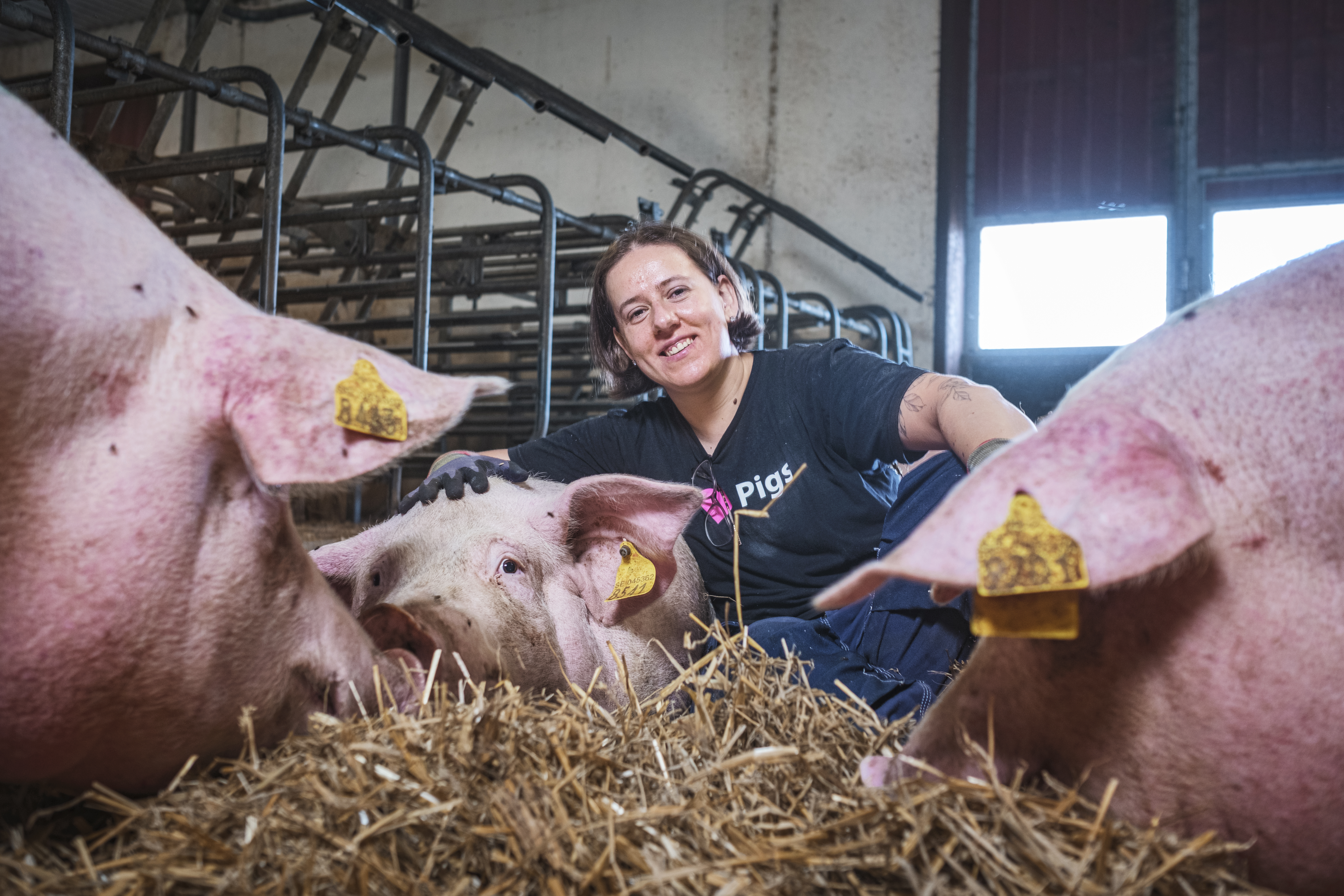 En person med svart tröja sitter på halm i en ladugård och är omgiven av flera stora grisar med gula öronbrickor.