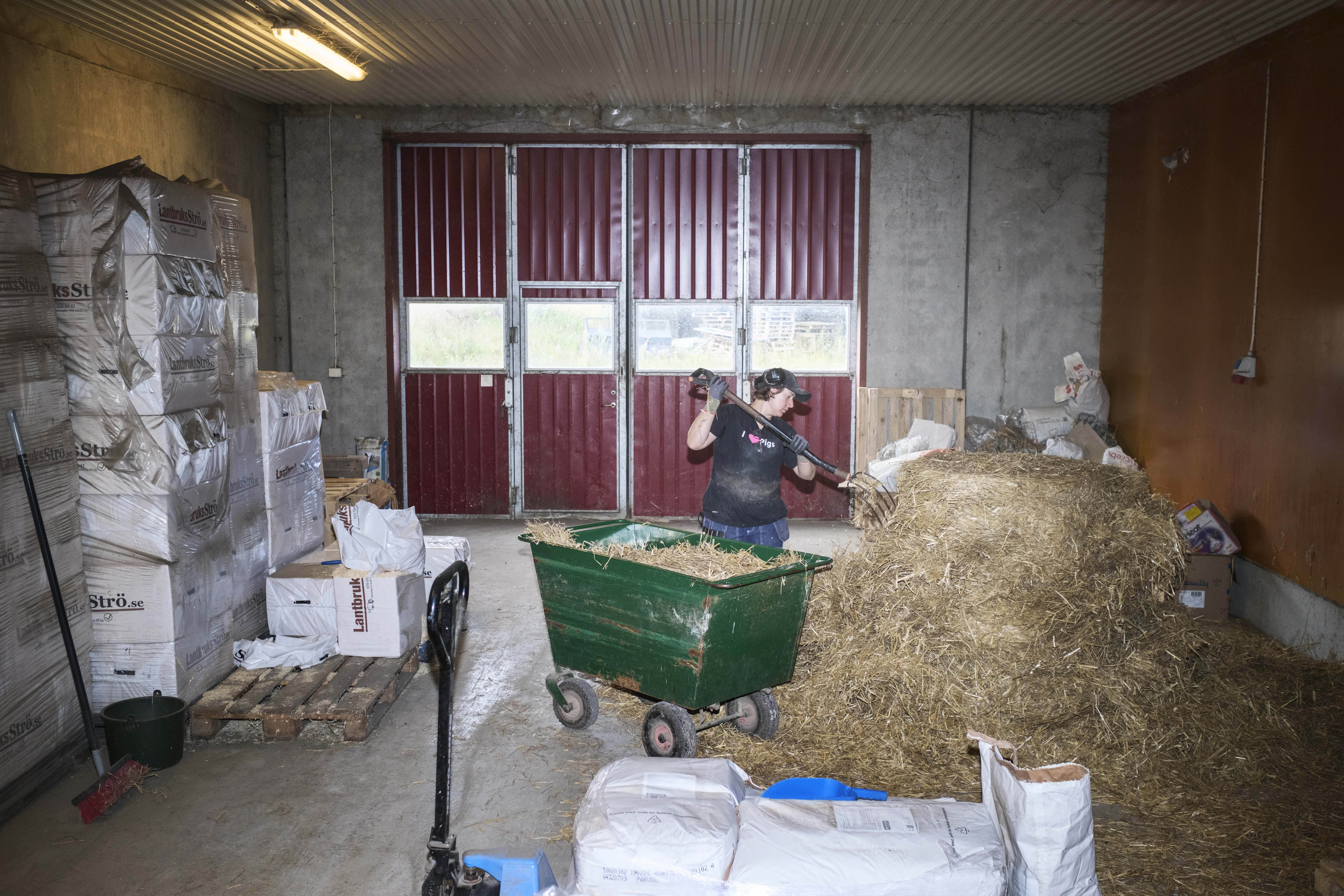 En person flyttar halm från en hög till en grön skottkärra med hjälp av en högaffel i ett förråd med säckar och lastpallar.