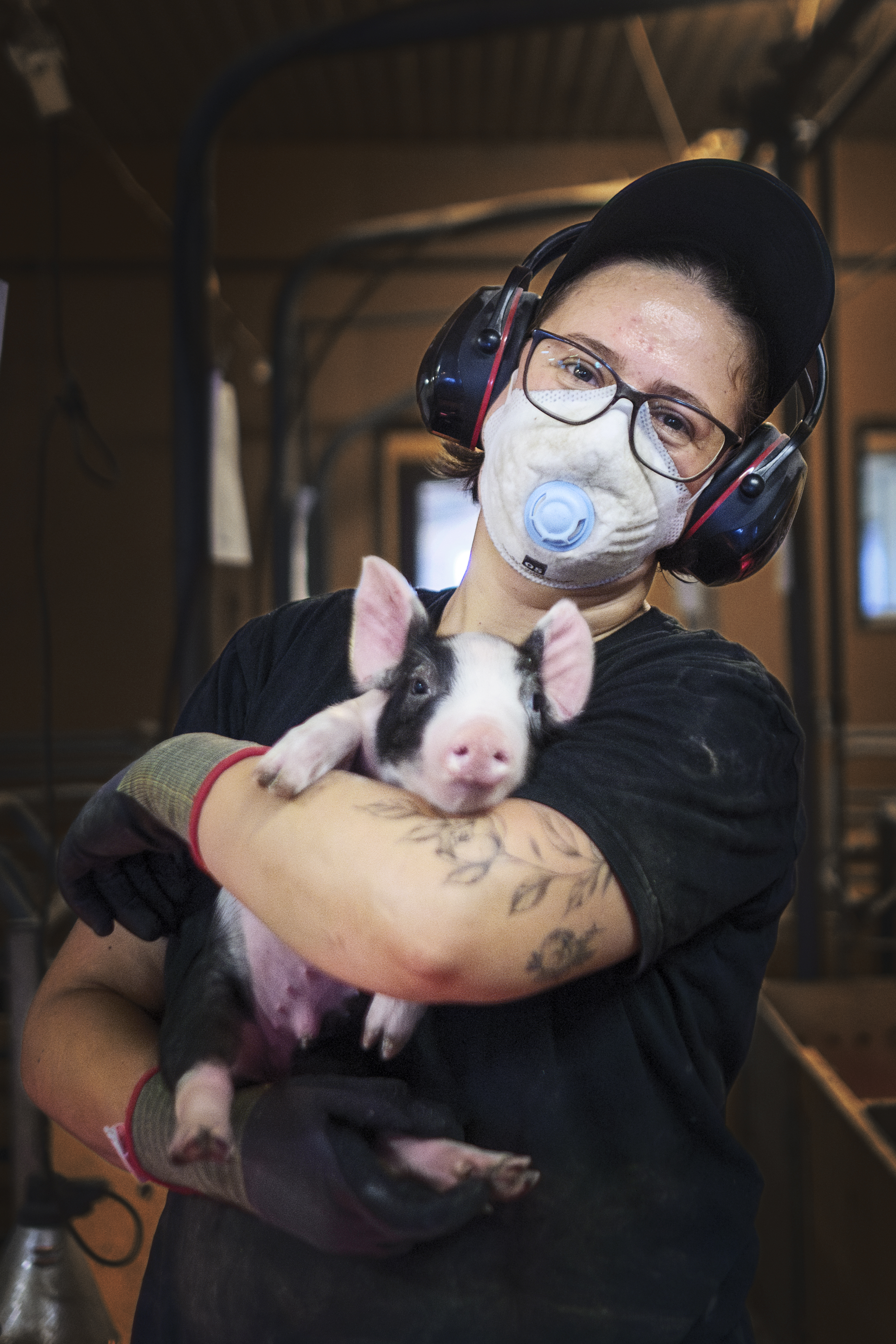 En person med munskydd, skyddsglasögon och hörselskydd håller en griskulting i famnen i en inomhusladugård.