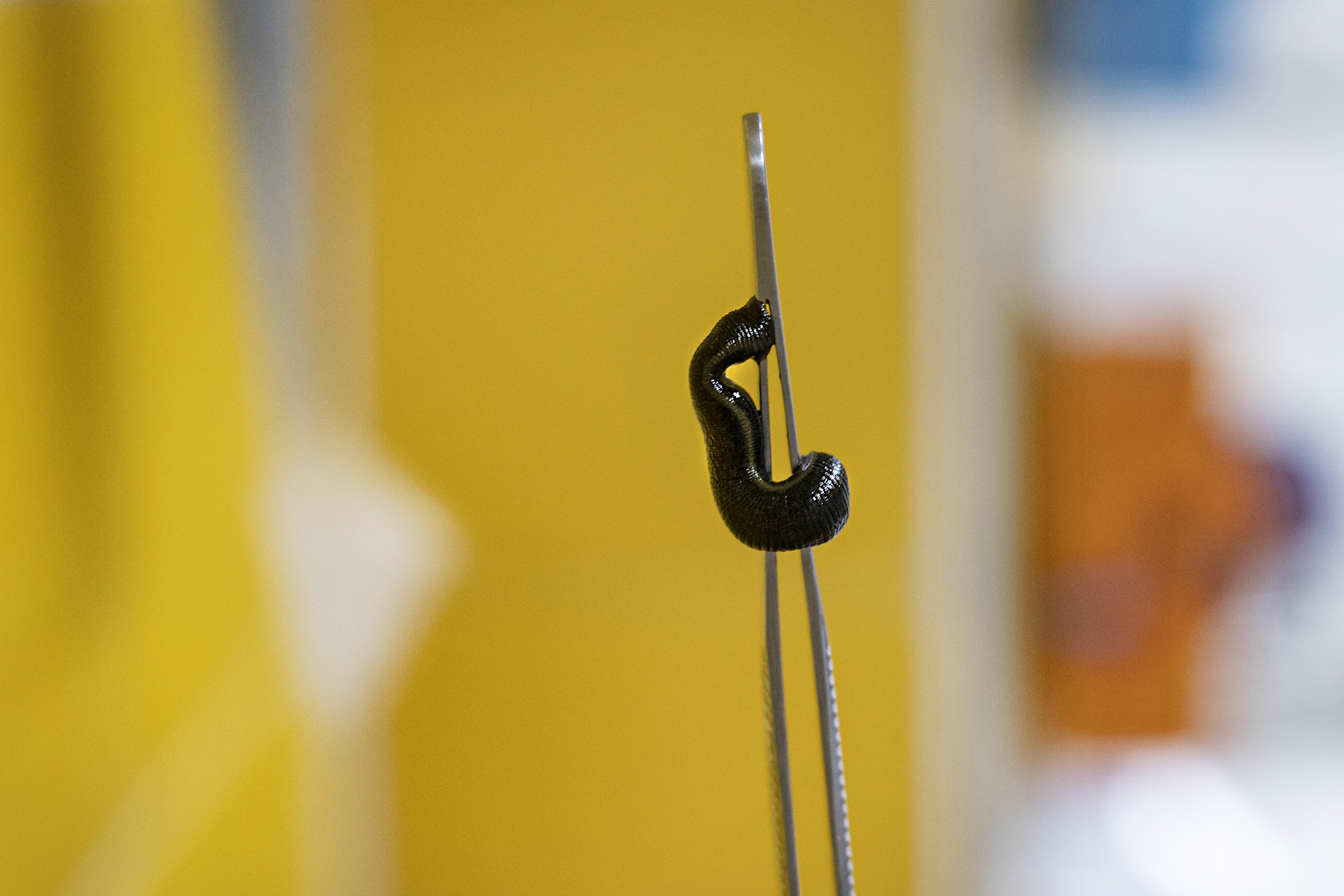 En blodigel på en pincett