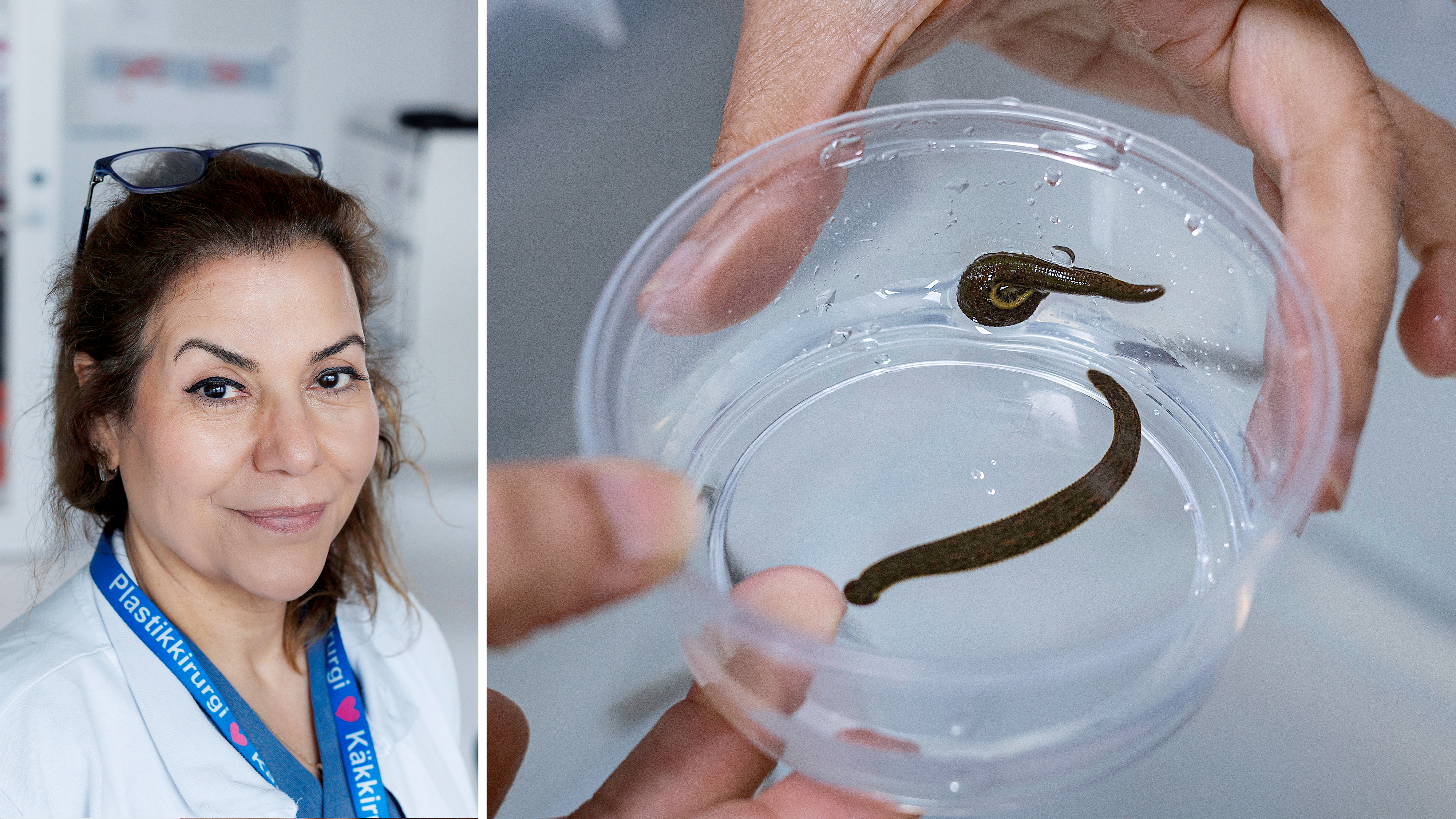Bildmontage med porträtt på Nasrin Tajfar invid ett foto på två blodiglar i en plastburk.