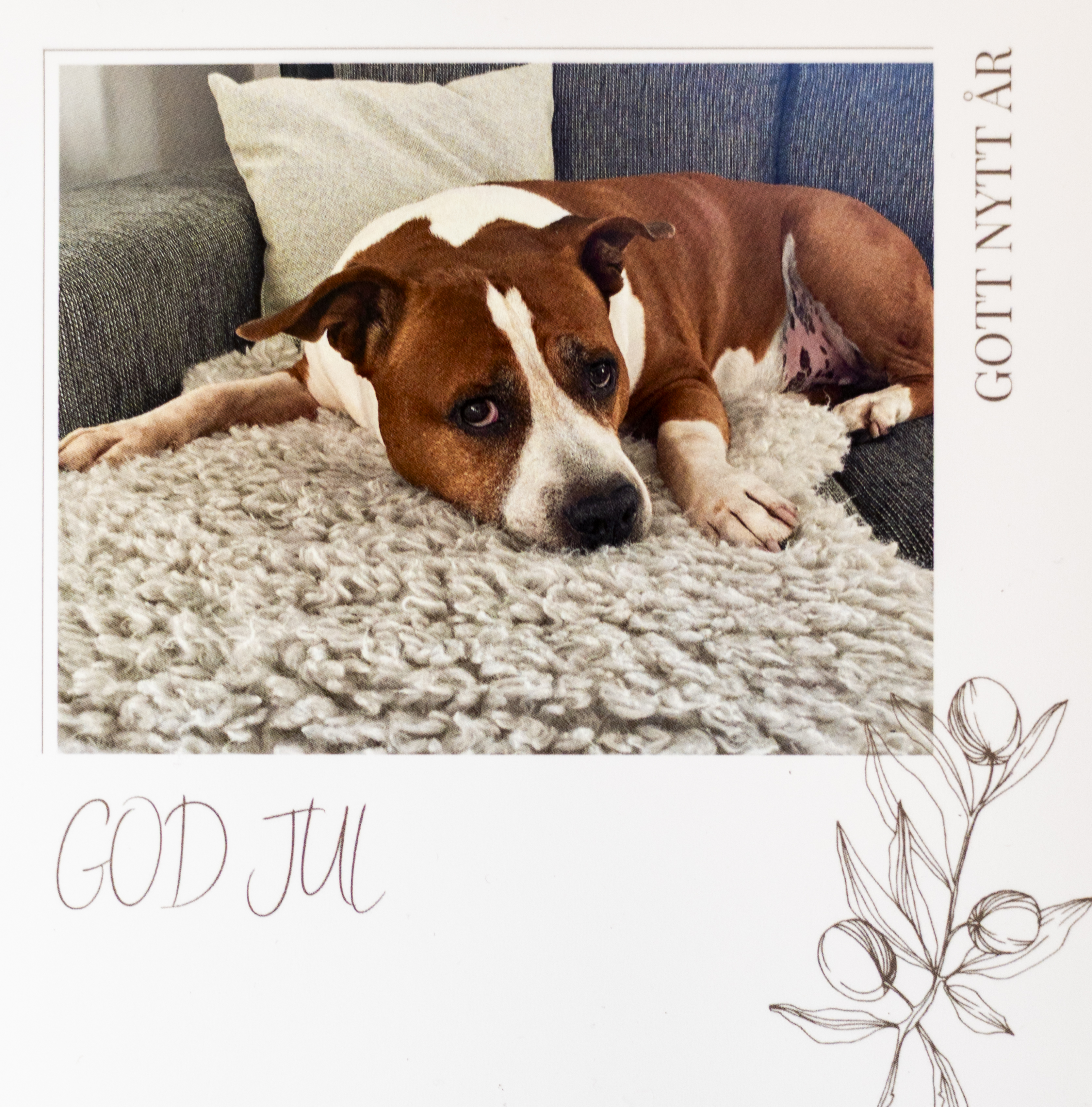 En brun-vit hund ligger på en soffa och en matta. På ett kort står det "God Jul" och "Gott Nytt År".