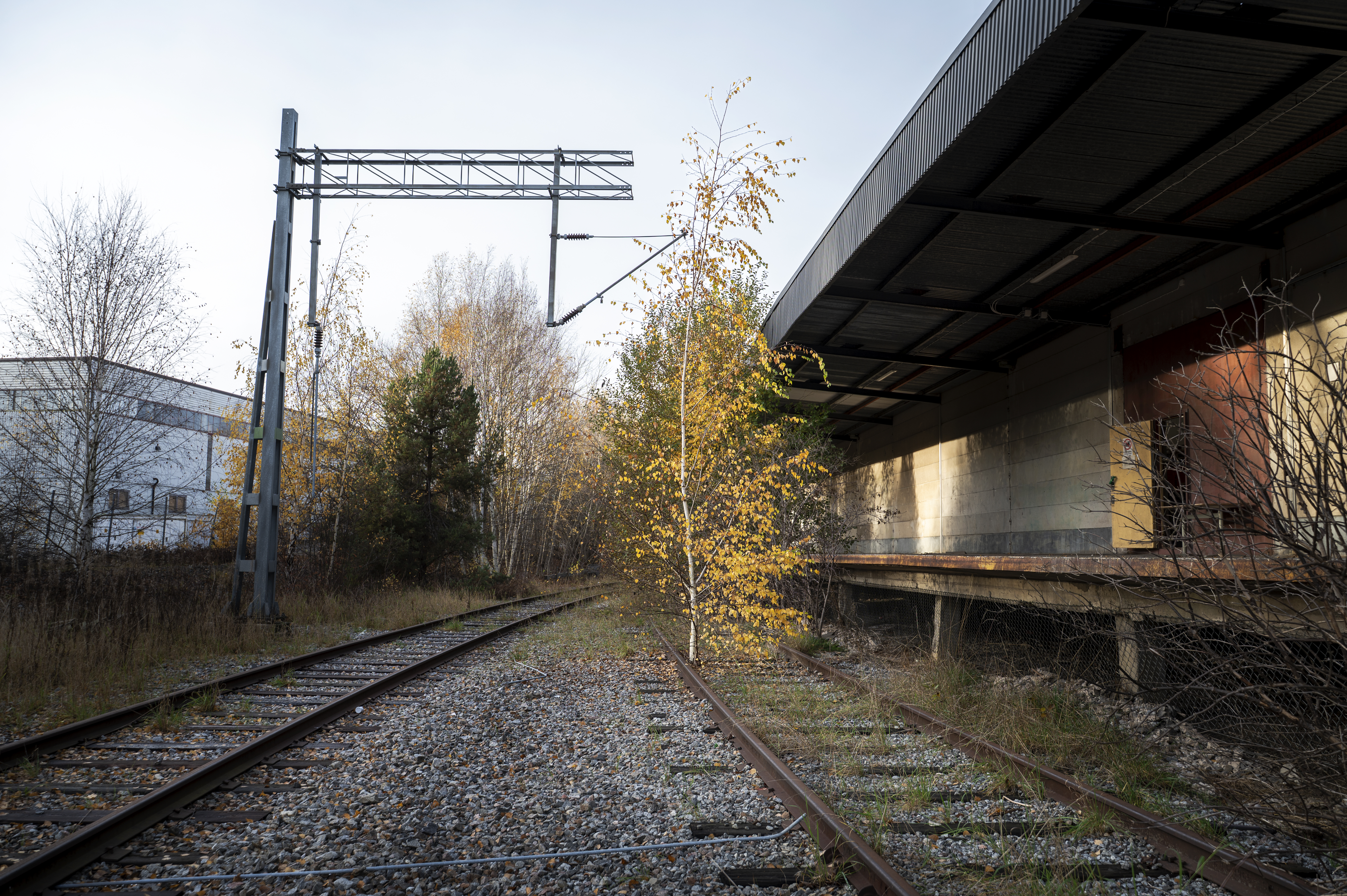 Ett tågspår ligger bredvid en byggnad. Mitt på spåret växer en liten björk.