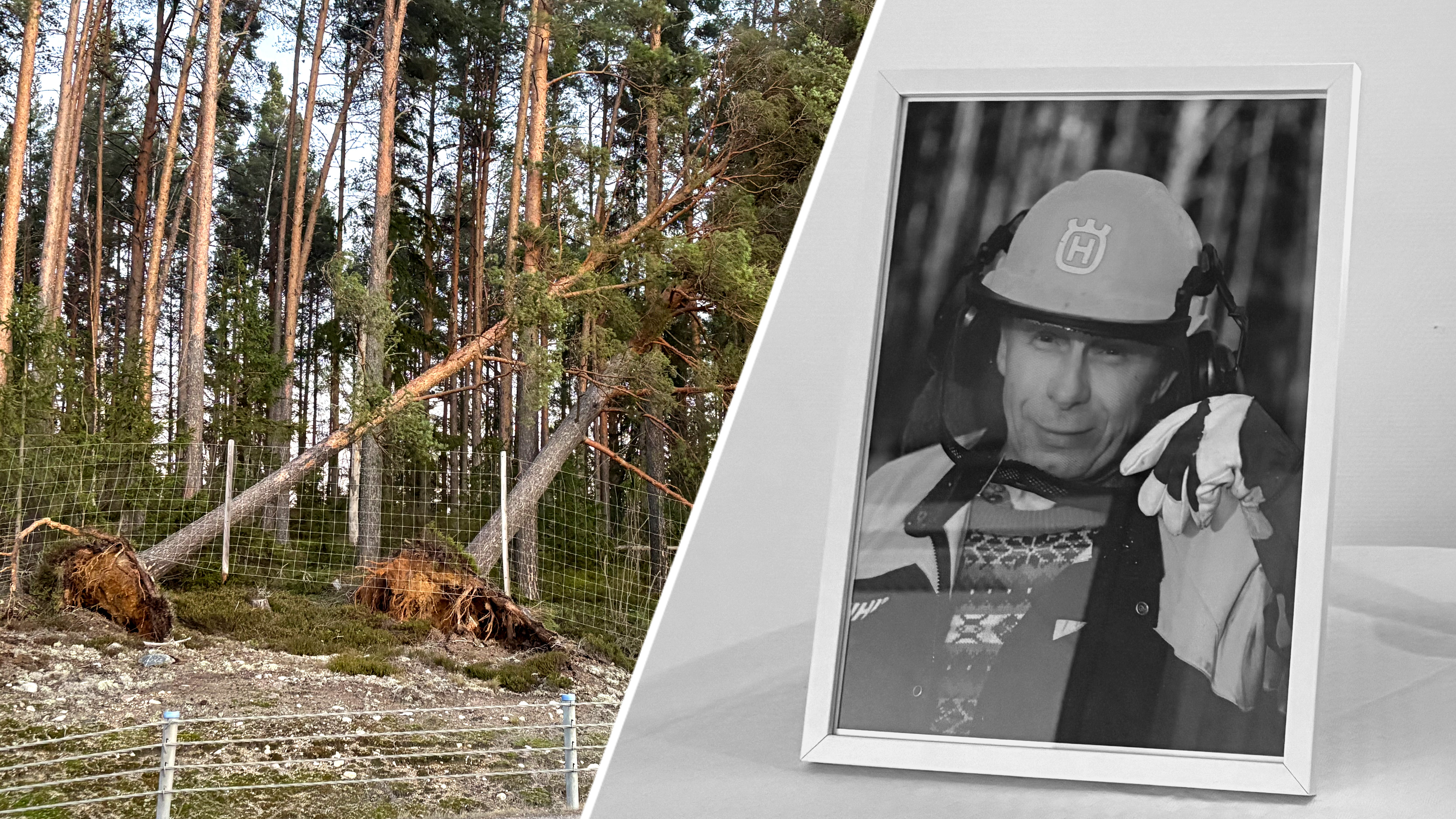 En delad bild med flera omkullvälta träd i en skog bredvid ett inramat svartvitt porträtt av en person i skyddsutrustning.
