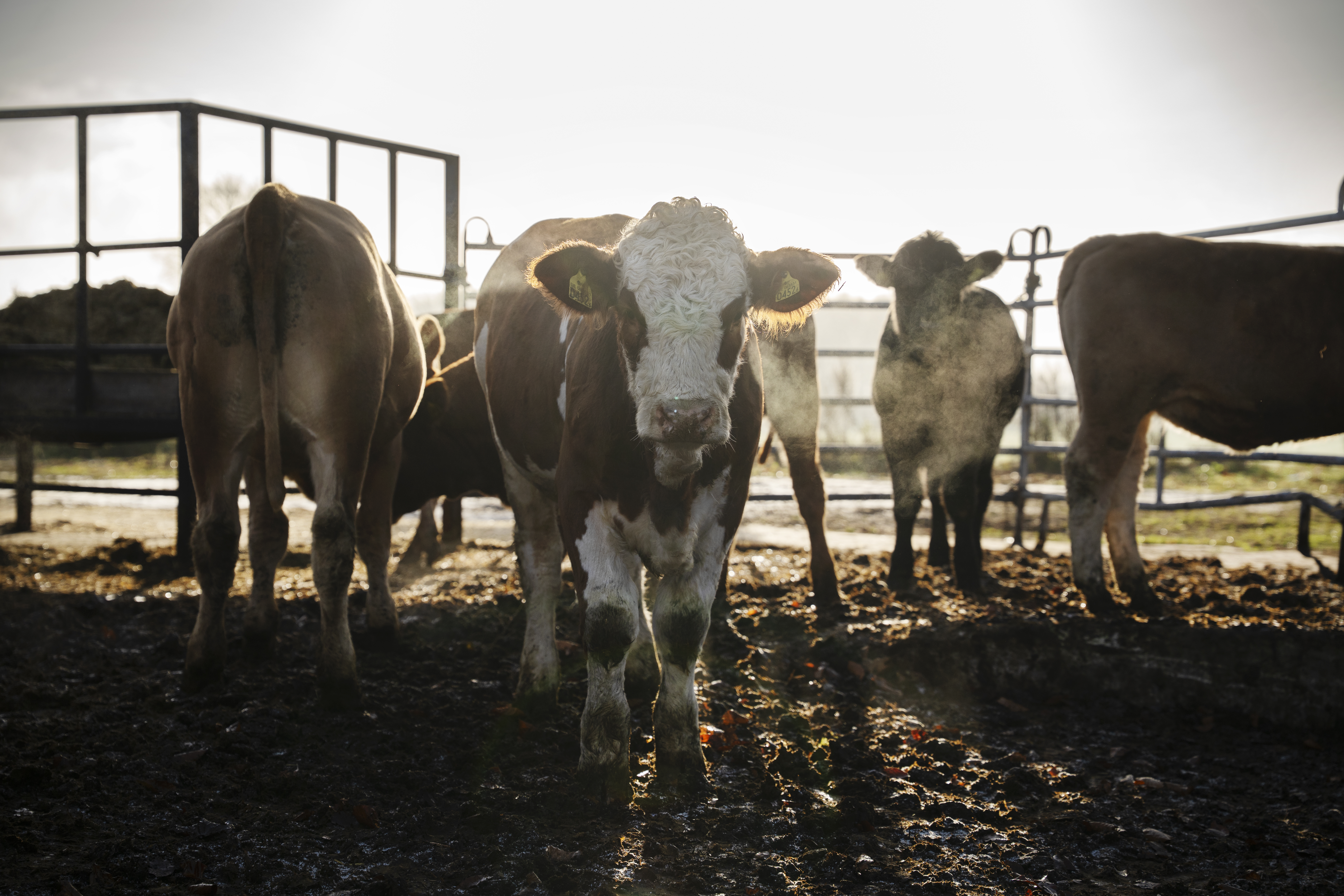 En grupp kor står i en lerig, inhägnad utomhushage med solen bakom dem.