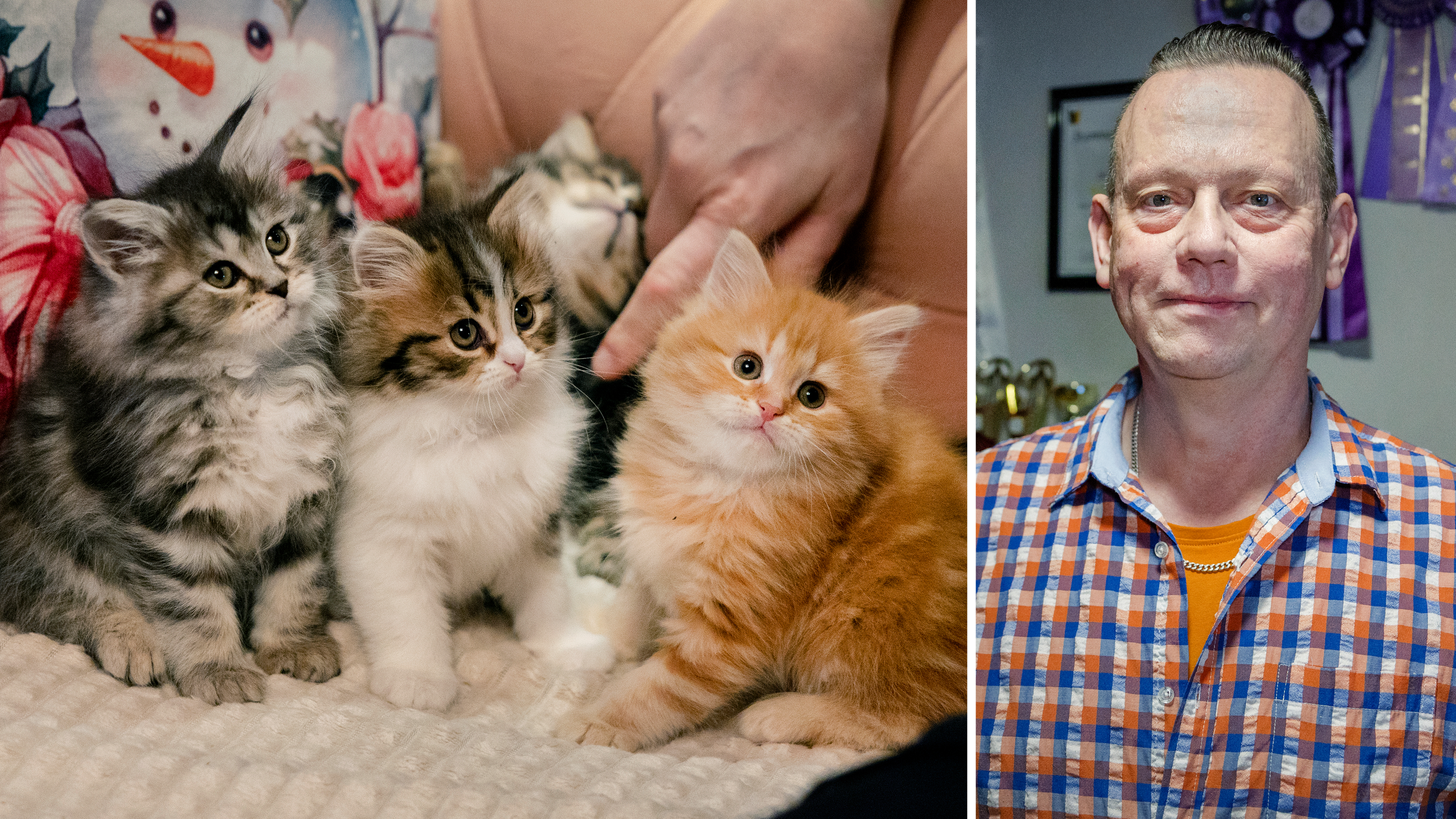 En grupp kattungar sitter på en filt bredvid en persons hand; intill dem finns ett porträtt av en man i rutig skjorta.