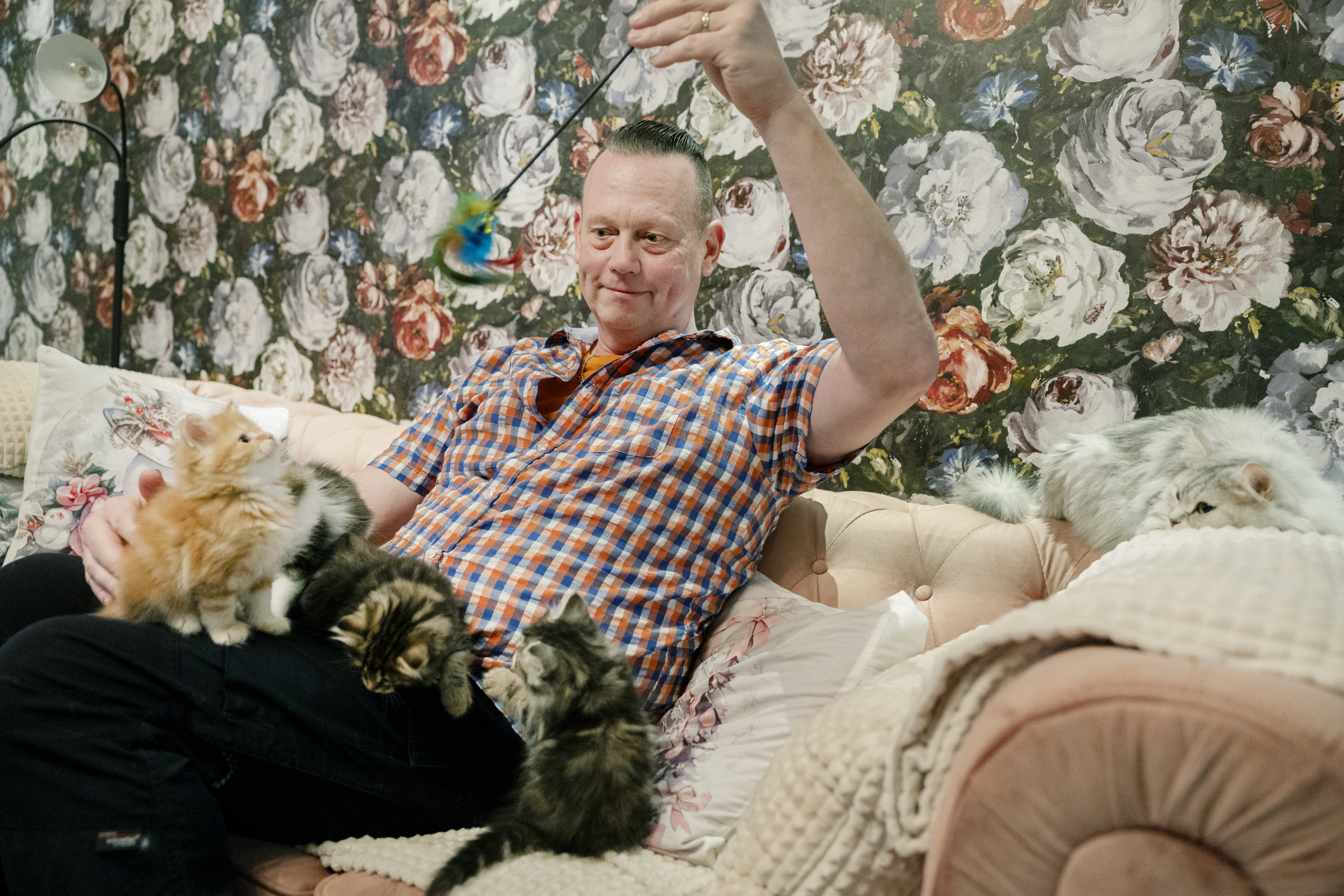 En person sitter på en soffa och leker med fyra kattungar med en fjäderleksak. Bakom syns tapet med blommönster.