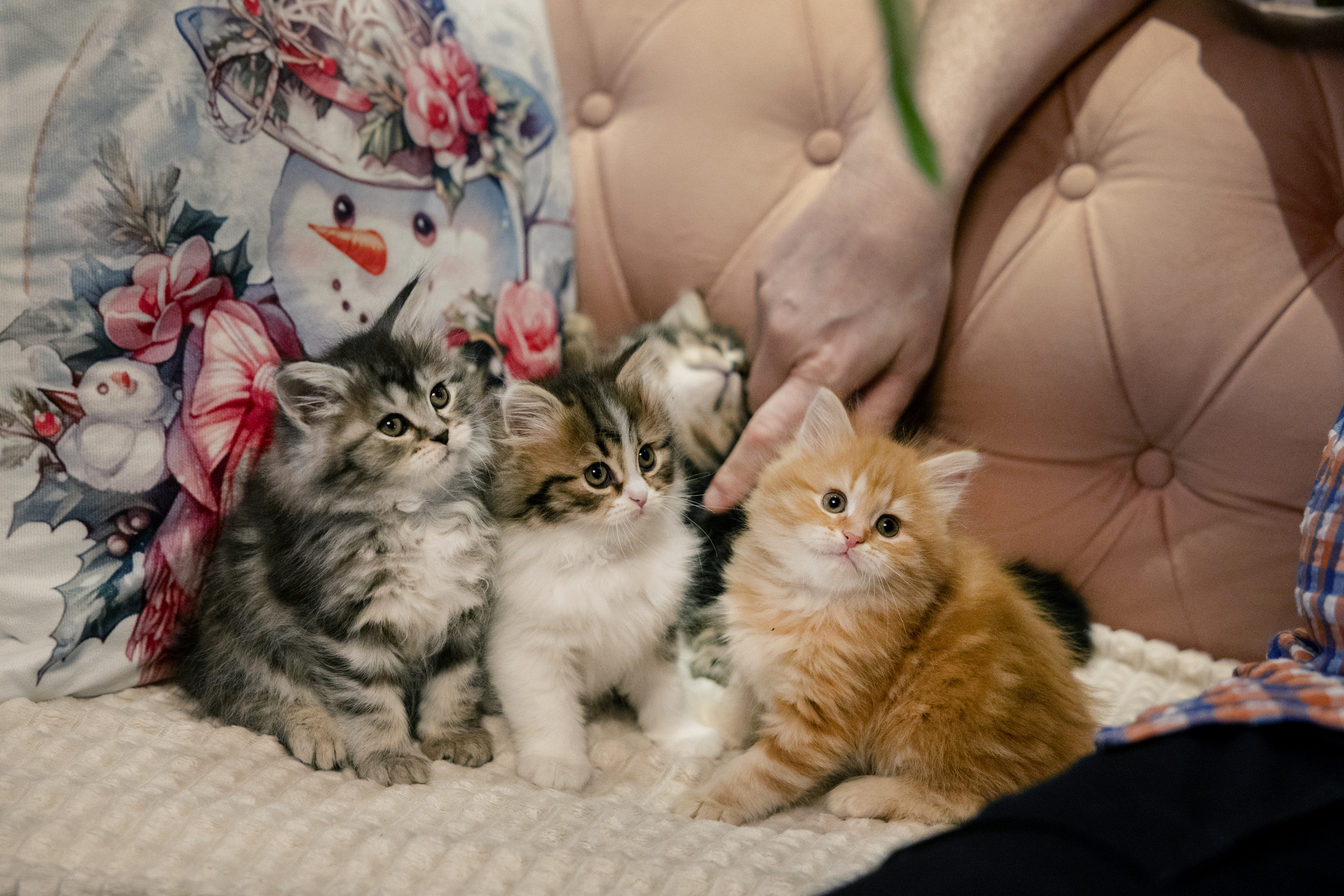 Fyra kattungar sitter på en soffa bredvid en kudde med snögubbe-motiv och en persons hand är utsträckt mot dem.