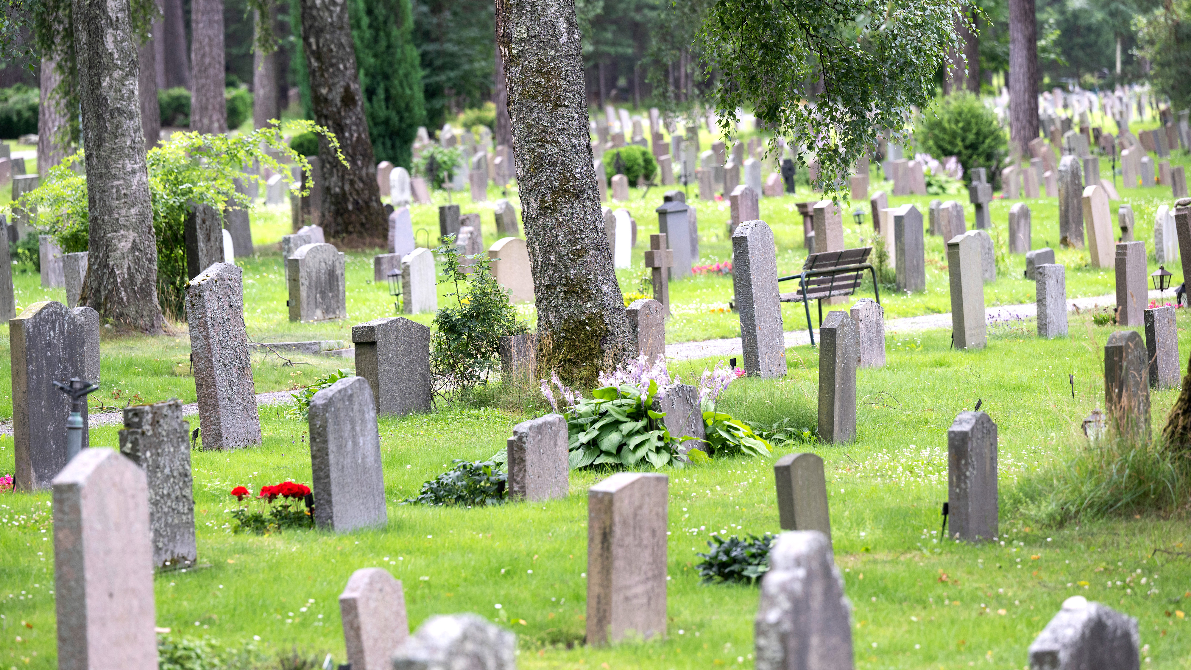 Rader av gravstenar på en kyrkogård omgiven av träd och växtlighet, med en bänk i bakgrunden.