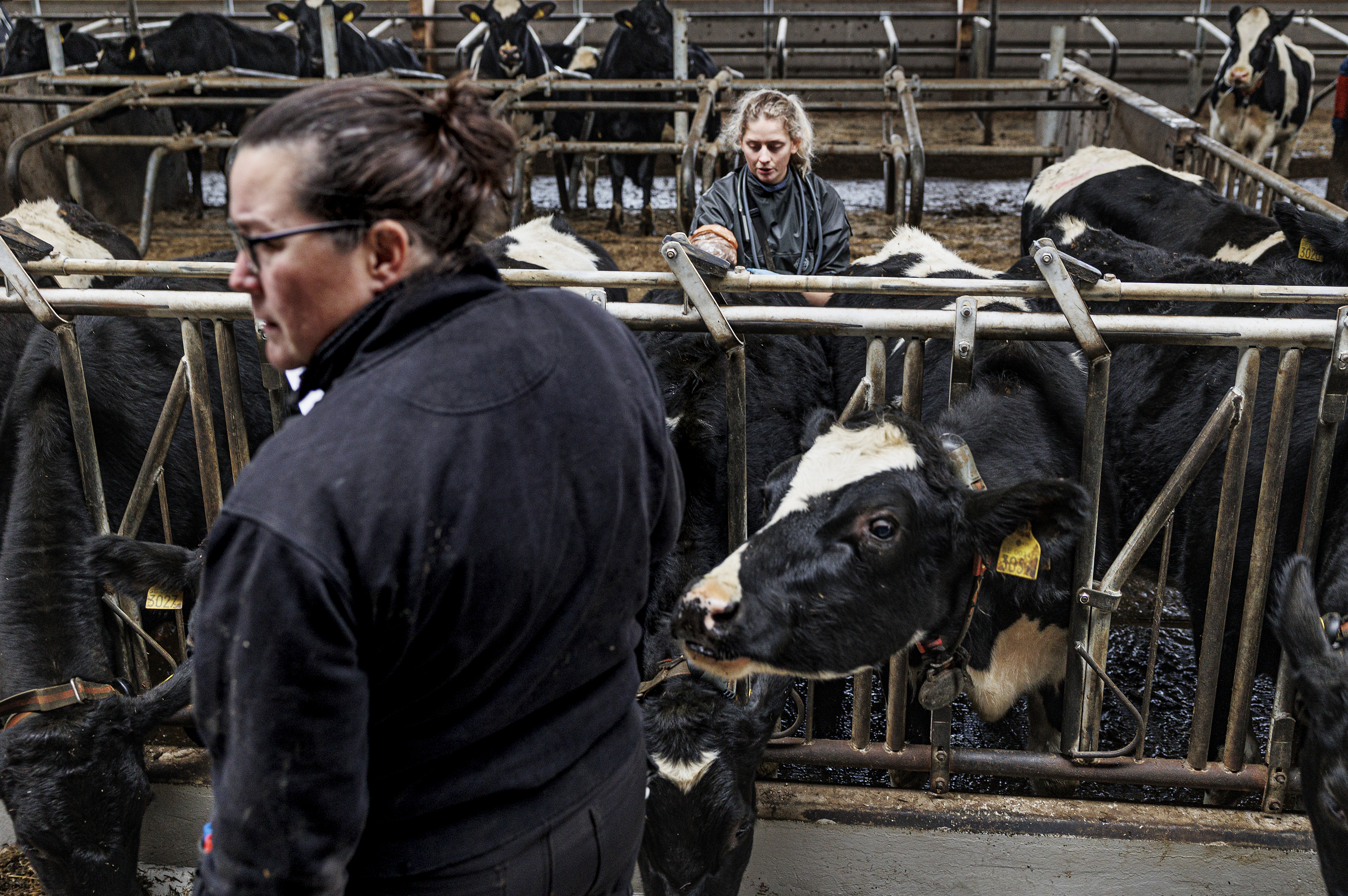 Inne i en ladugård står två kvinnor mellan svarta och vita kor på metallpålar. En kvinna står nära kameran medan den andra tar hand om korna på avstånd.