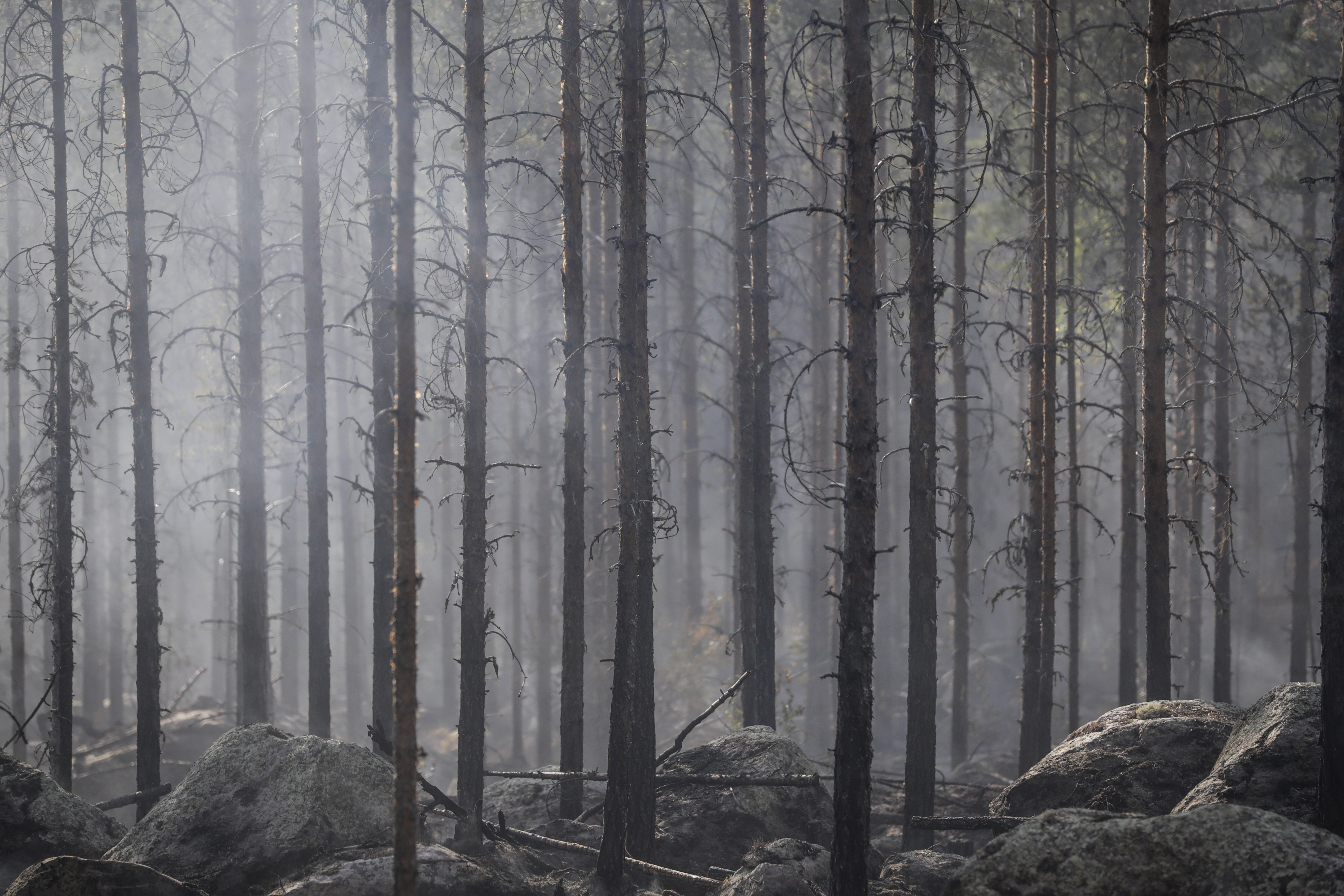 En skog med höga, smala träd och stenar på marken, delvis dold av rök eller dimma.