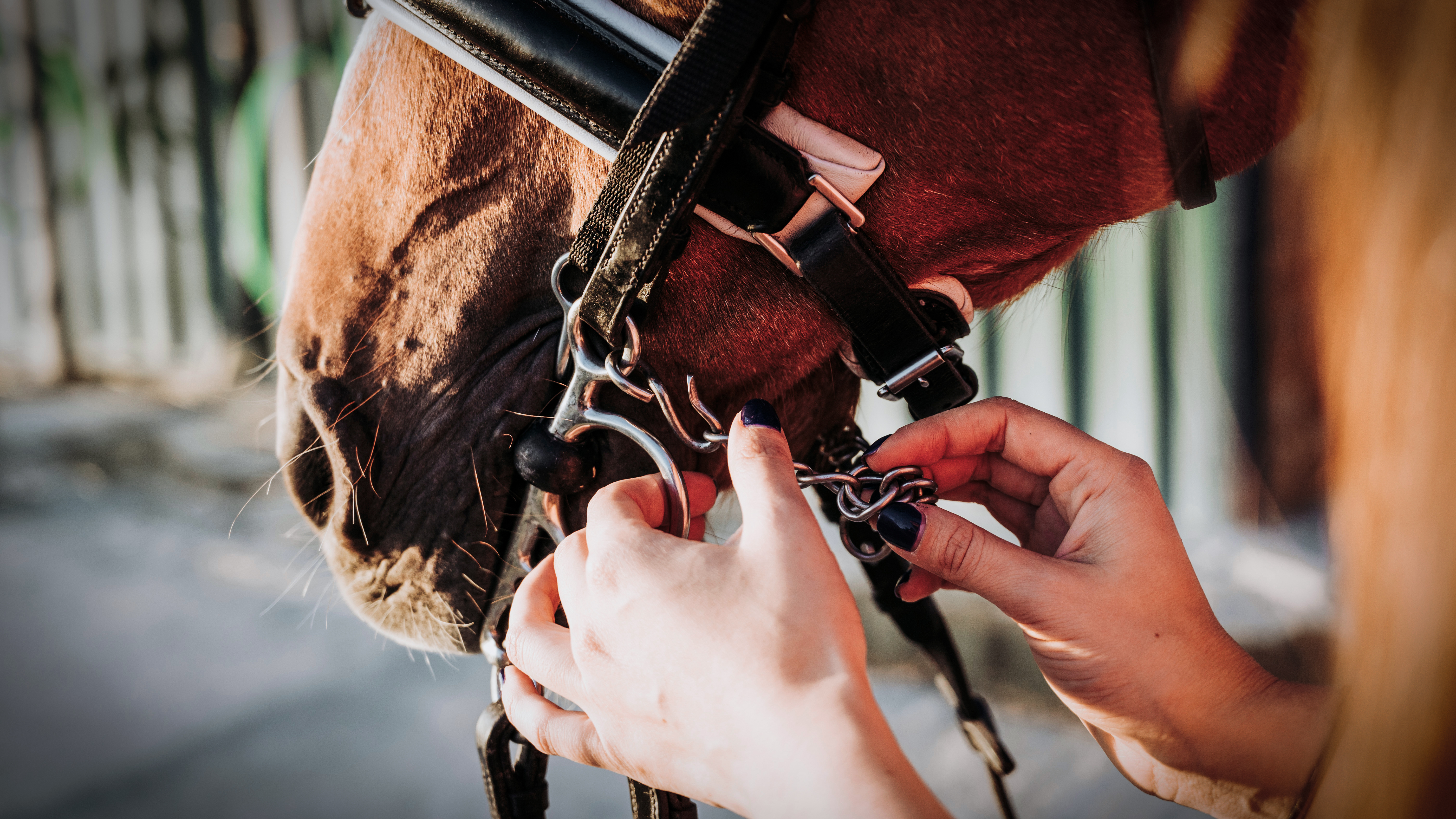 En person justerar bettet och tränset på huvudet av en brun häst.