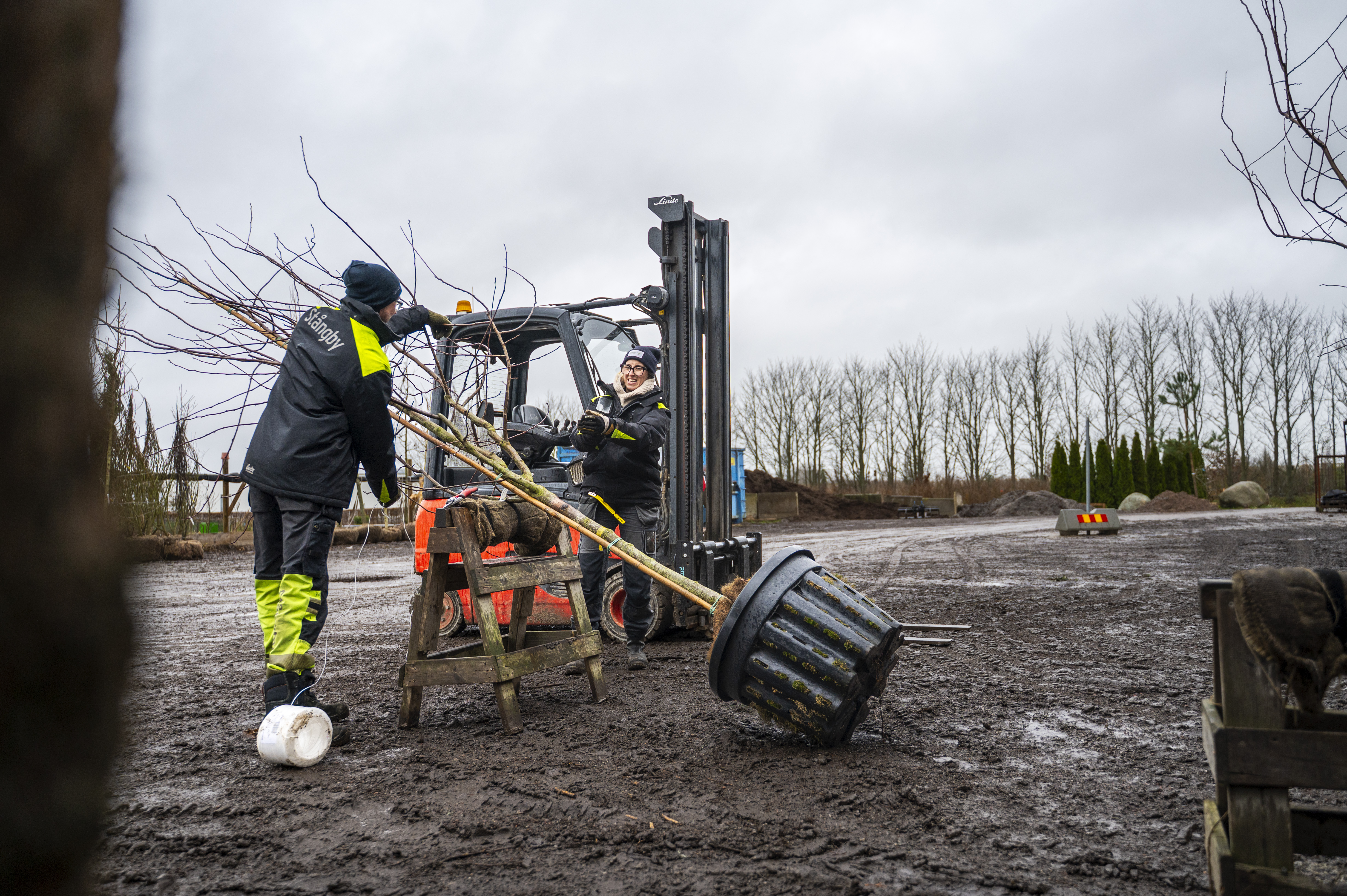 Två arbetare använder en gaffeltruck för att lyfta ett krukträd på en lerig plats. En person guidar trädet och den andra kör lastbilen. Bladlösa träd och molnig himmel i bakgrunden.