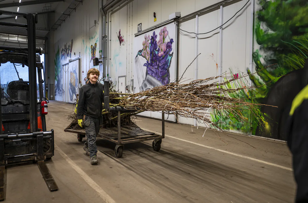 En person skjuter en vagn lastad med trädgrenar i en industrihall med målade väggar.