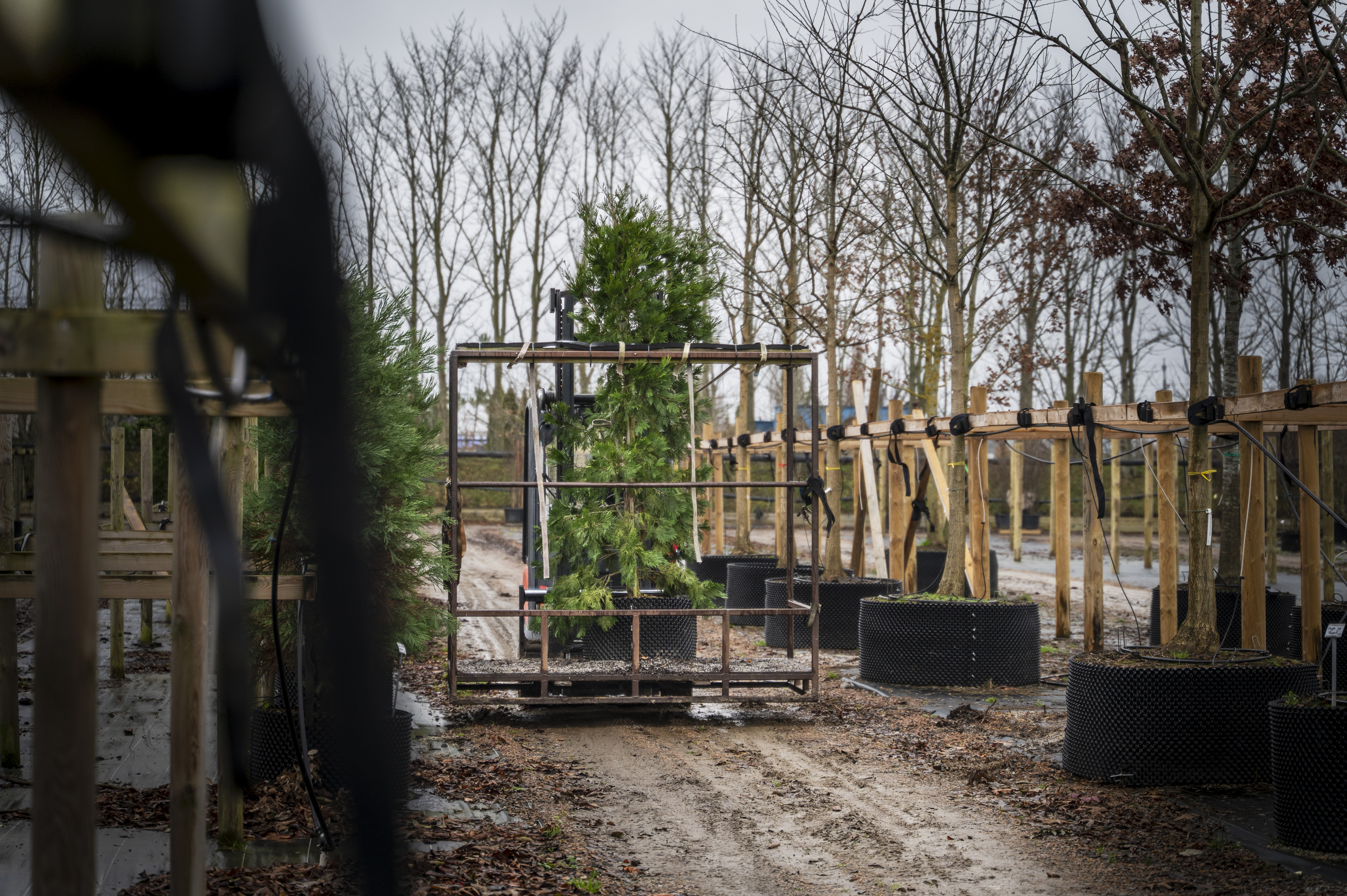 En liten gaffeltruck flyttar ett stort krukformat barrträd längs en jordstig i en utomhusplantskola en mulen dag.