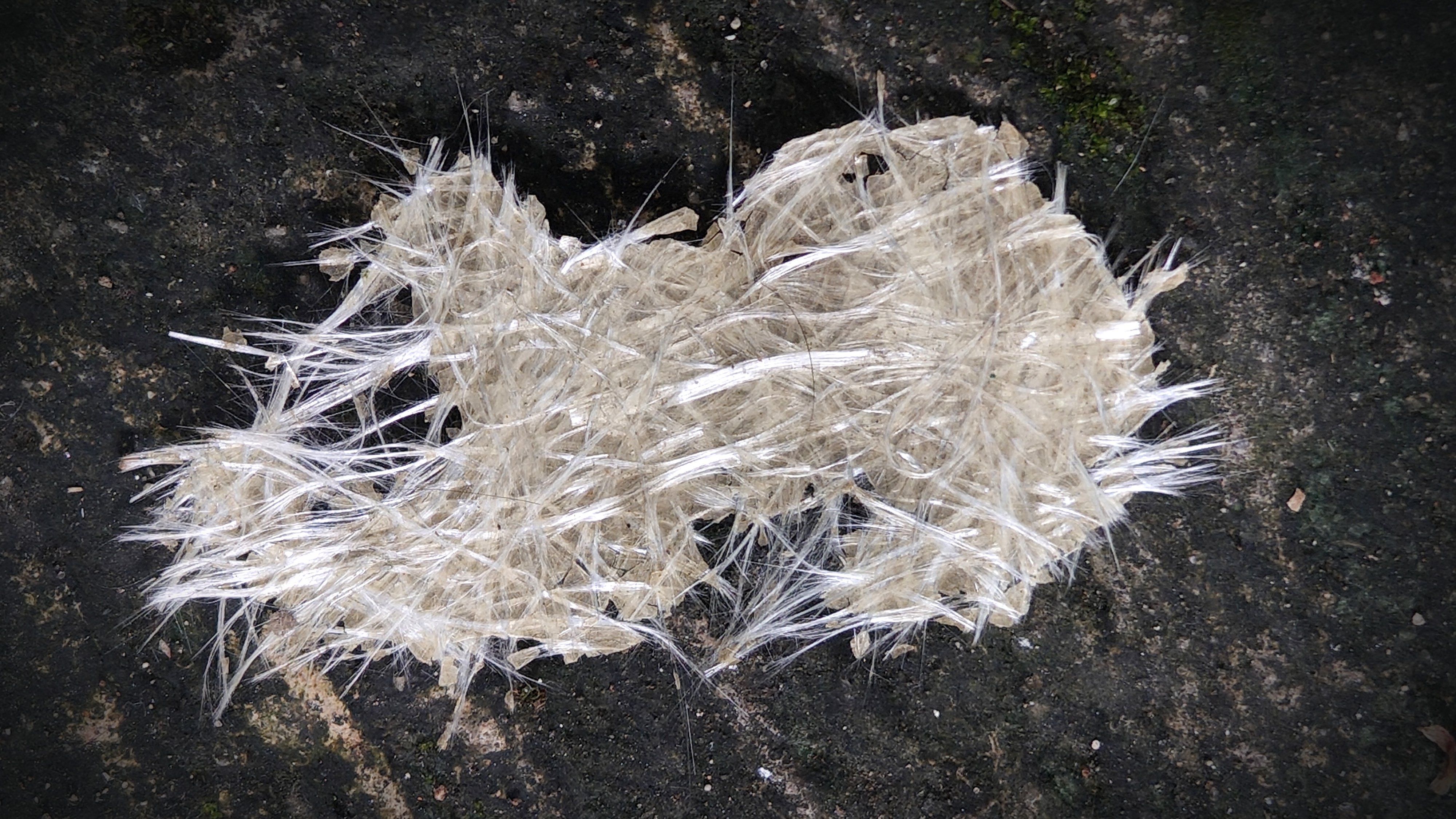 En samling vitt, trådigt växtmaterial ligger på en mörk yta med små partier av grön mossa.