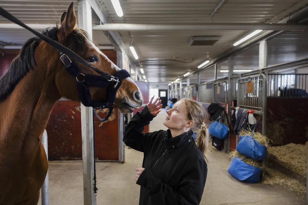 En kvinna i svart jacka undersöker munnen på en brun häst i ett stall, med spill och foderpåsar i bakgrunden.