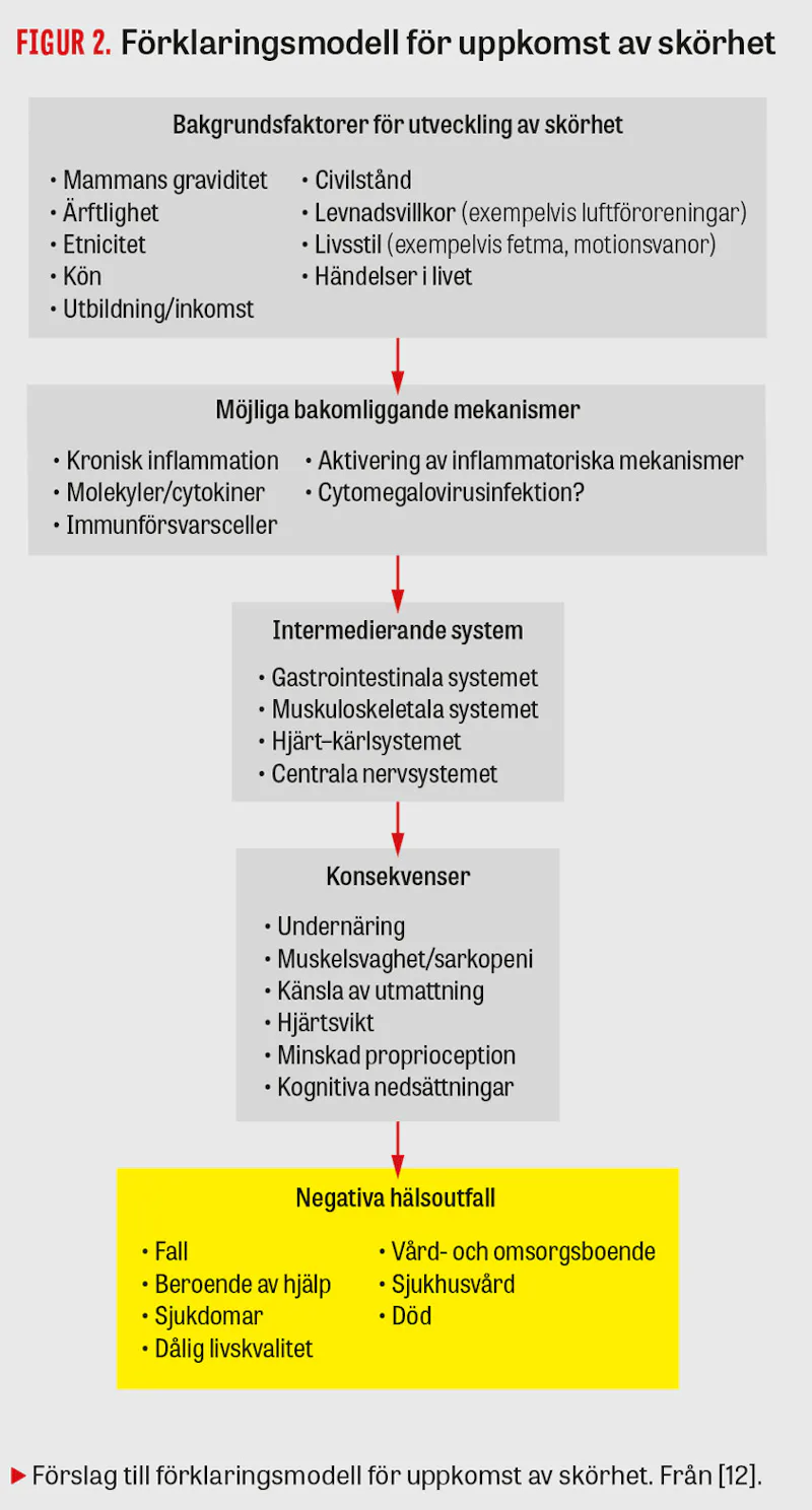 Skörhetsbegreppet viktigt för att förstå den äldre patientens behov ...