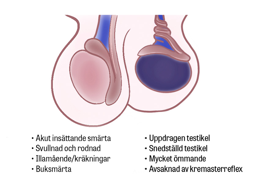 Busty xotini bilan anal jinsiy aloqa