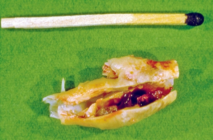 Yalangoch dumba va mushuklar video Yalangoch Volochkovaning porno fotosuratlari