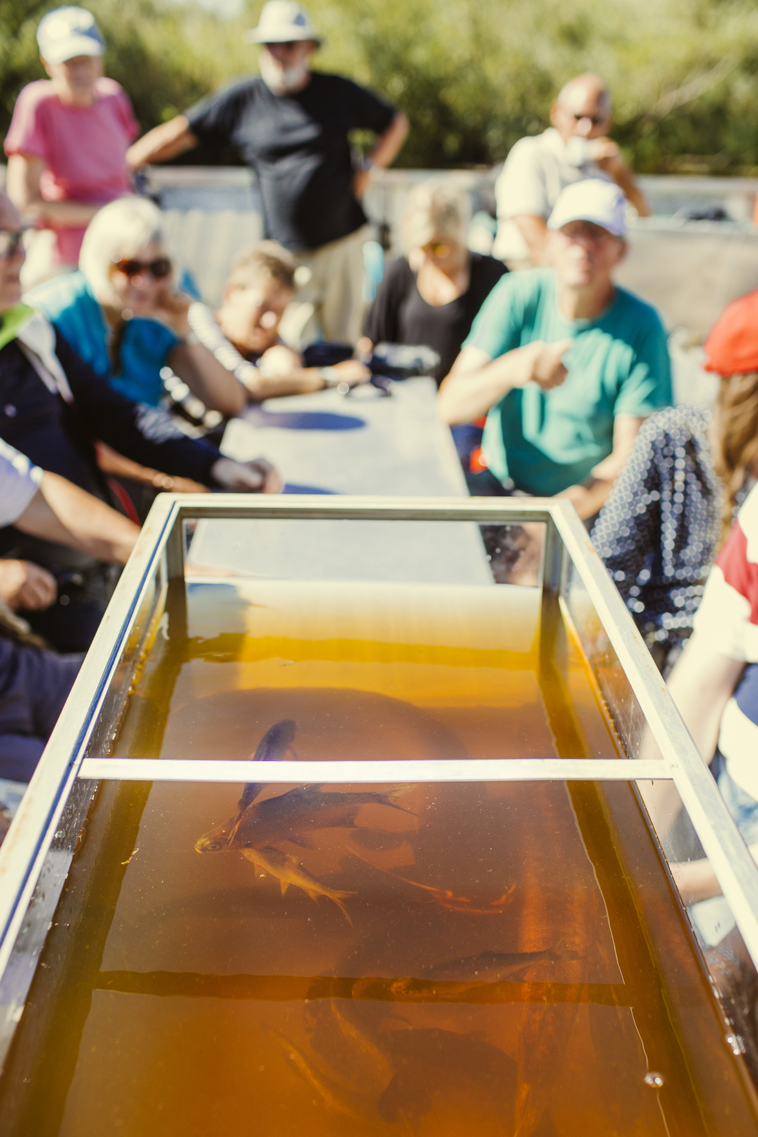 150819_0357_sverigesnatur_malsafari