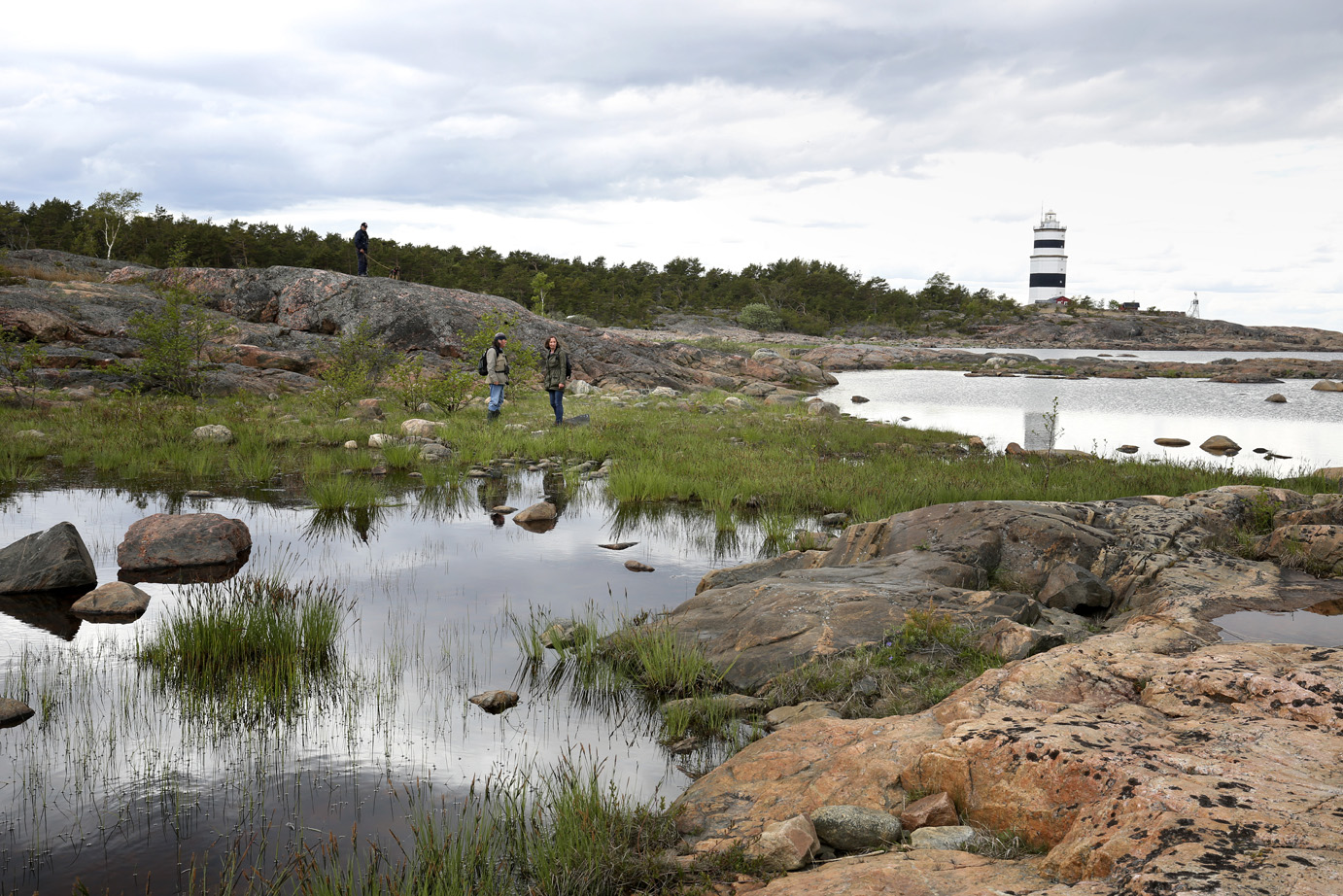 Landhöjningen vid Upplandskusten skapar den fina miljön för gölgrodorna.
