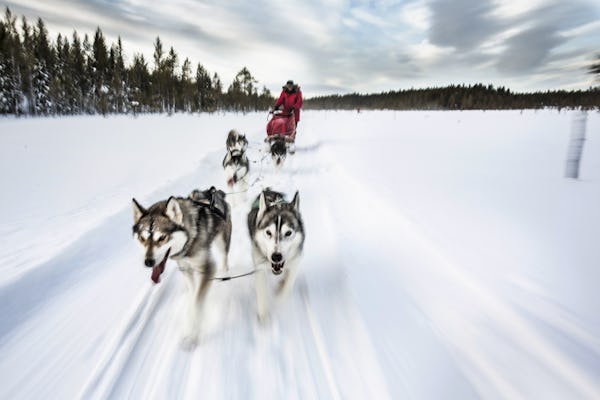 Hundspann, Vindelälven, Aurora Borealis adventure
