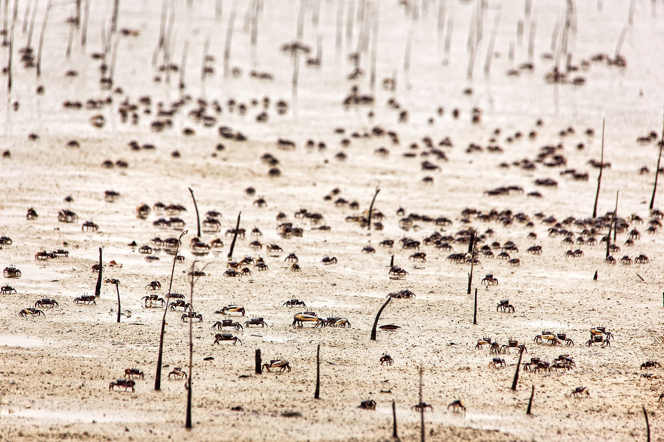 Hundratals små krabbor rasslar undan framför våra fötter.