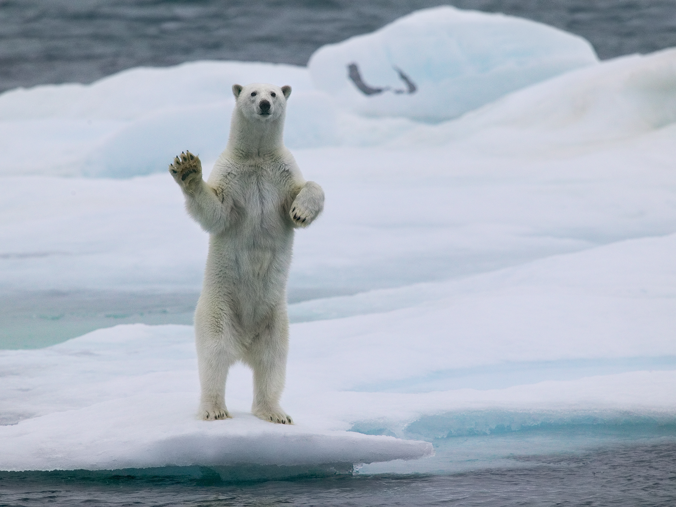 När Hans Strand åkte till Svalbard första gången 2004 fanns det fortfarande havsis där isbjörnar kunde jaga säl.