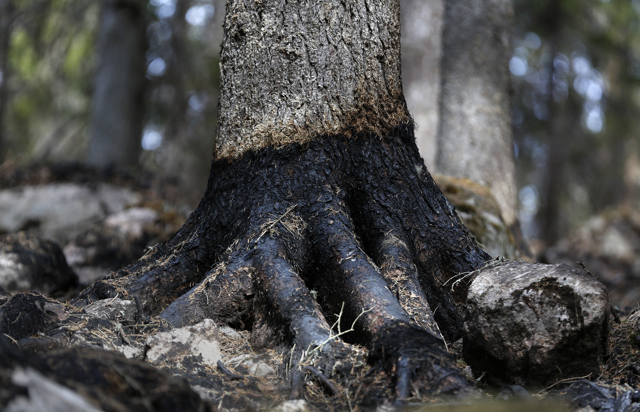 I naturreservatet Färmansbo urskog klarade sig träden bättre än i den tätstammiga produktionsskogen.