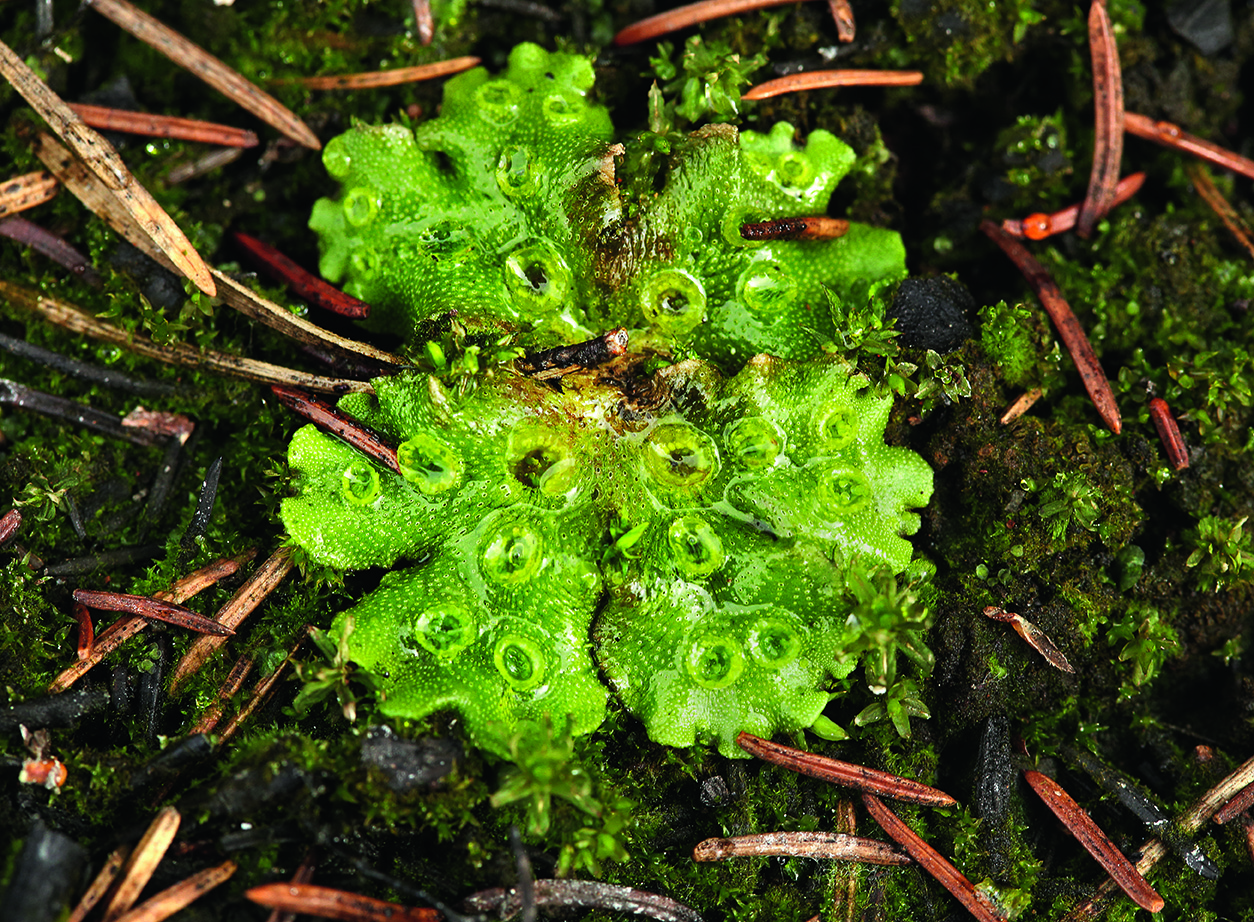 Lungmossa är en brandpionjär som finns i stora mängder efter branden. De små skålarna innehåller groddkorn.