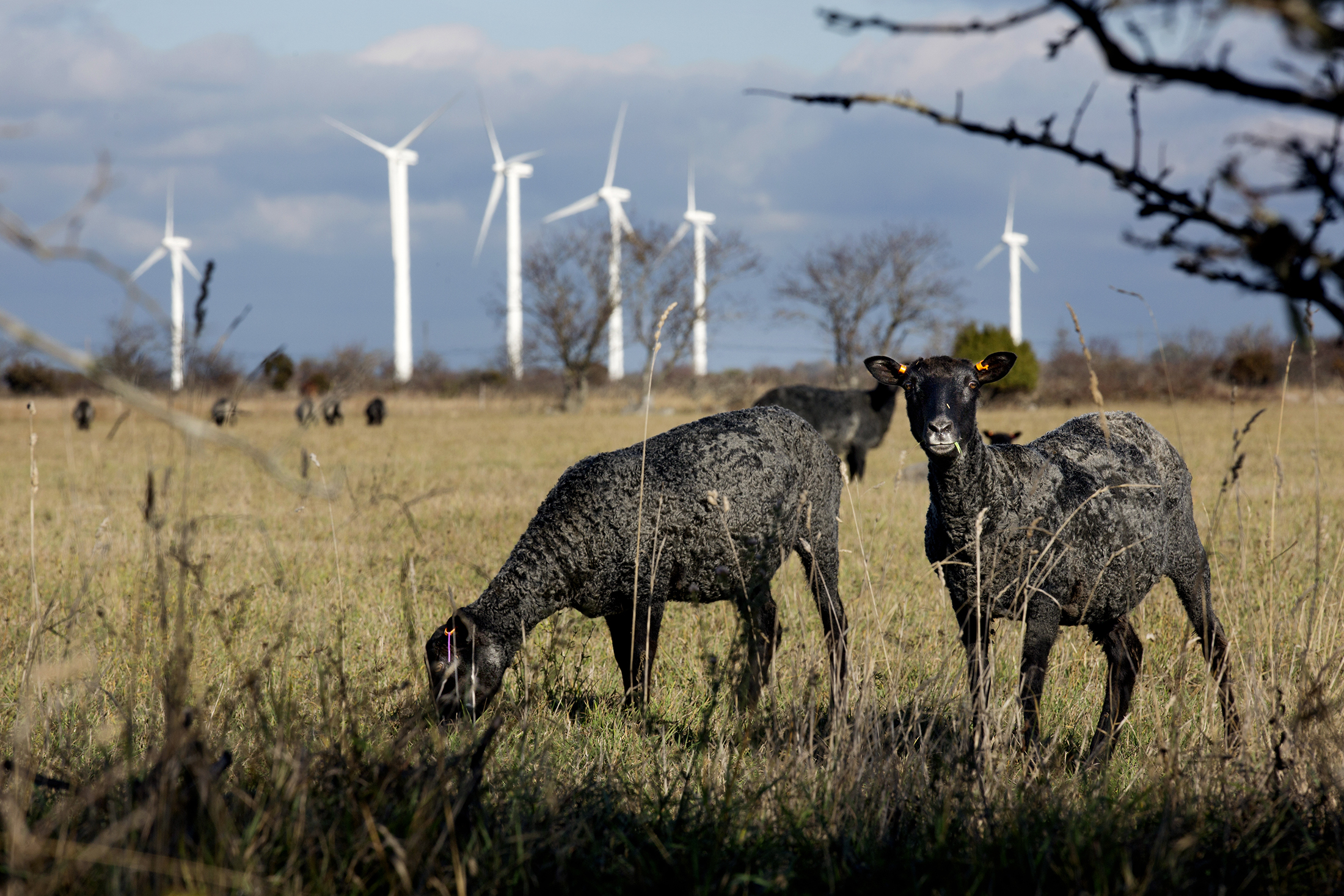 Solenergi på Gotland