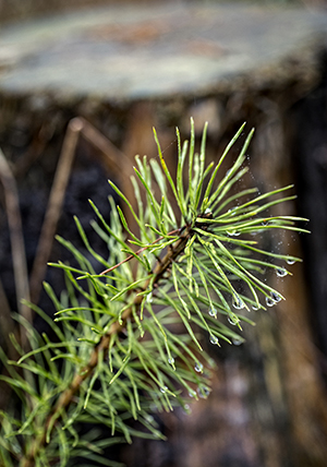 Med hyggesfritt behövs bara en tiondel så många plantor efter avverkning.
