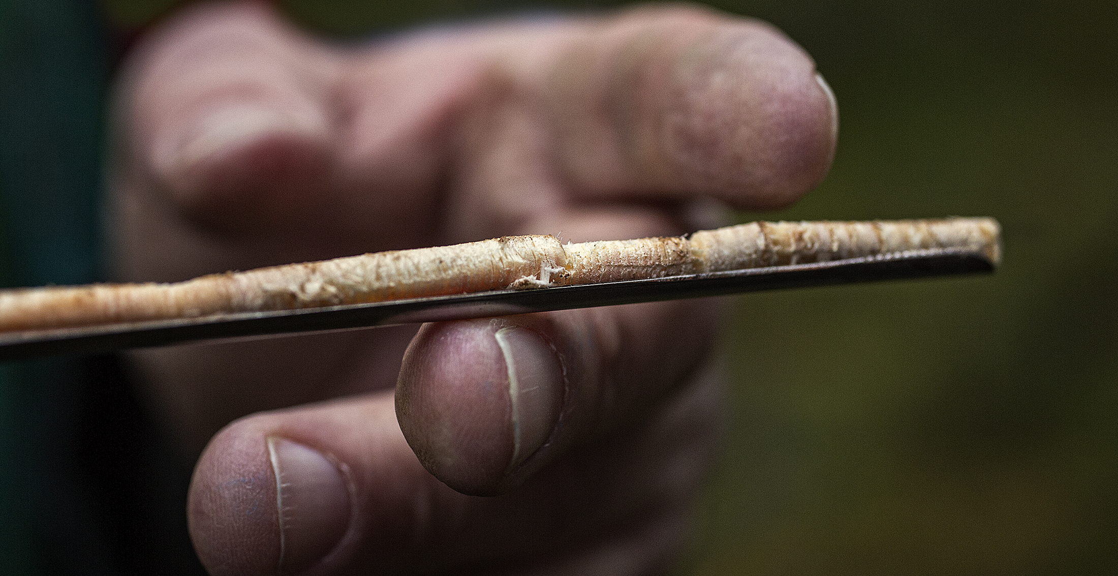 Sven Uhlås provborrar träden. Breda årsringar betyder god tillväxt.