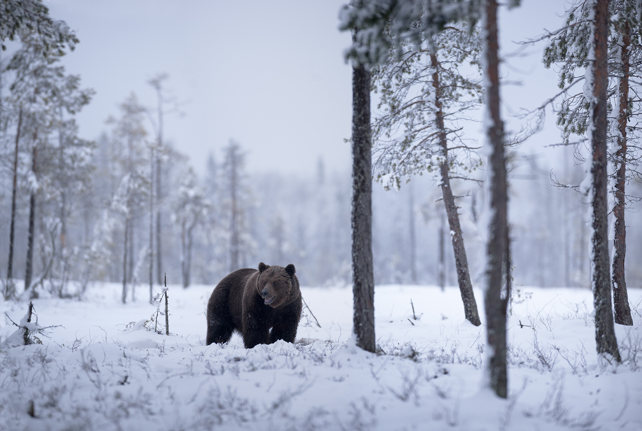 Bjîrnhona i snî Pano
