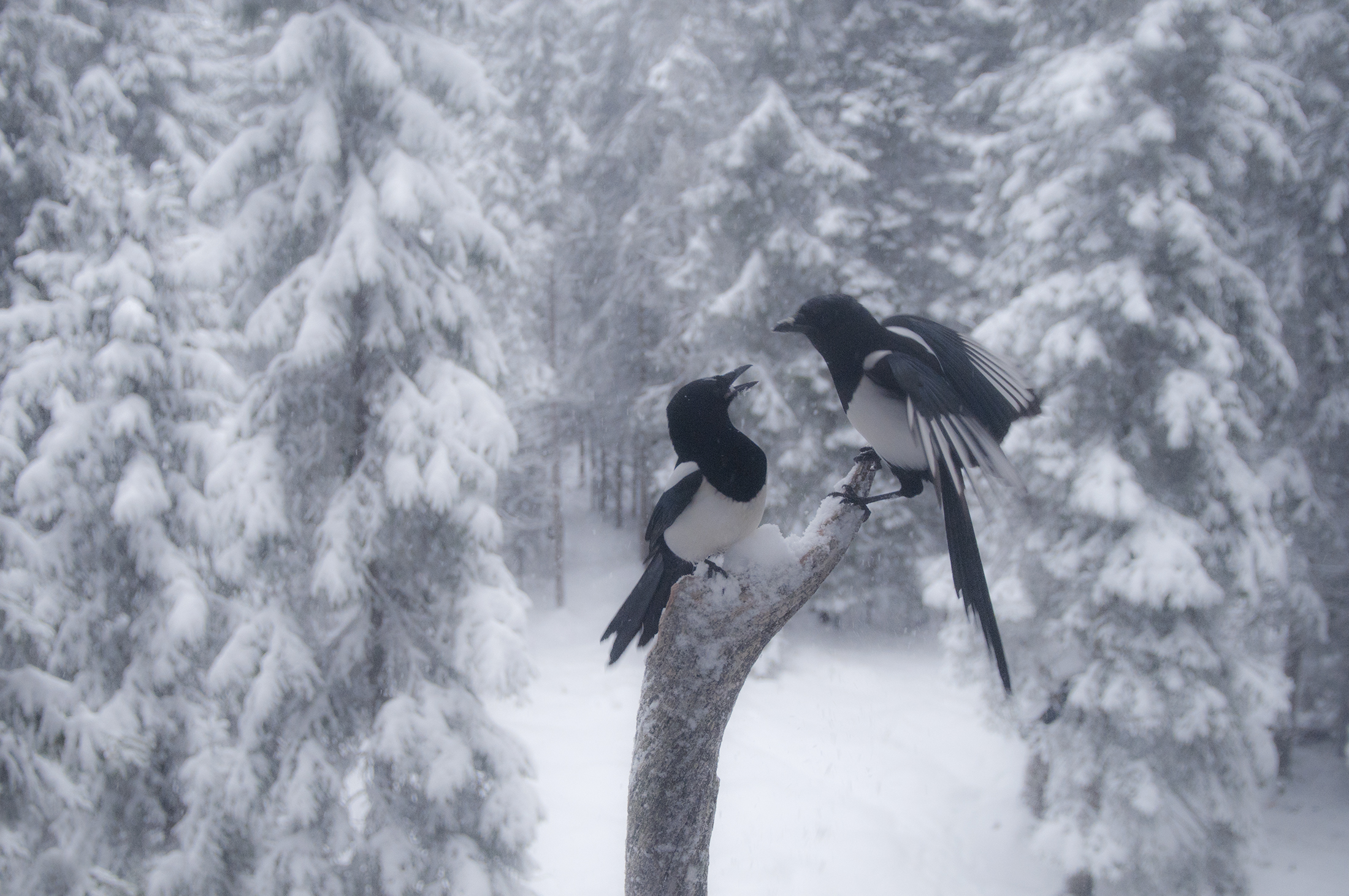 Skator i snîlandskap