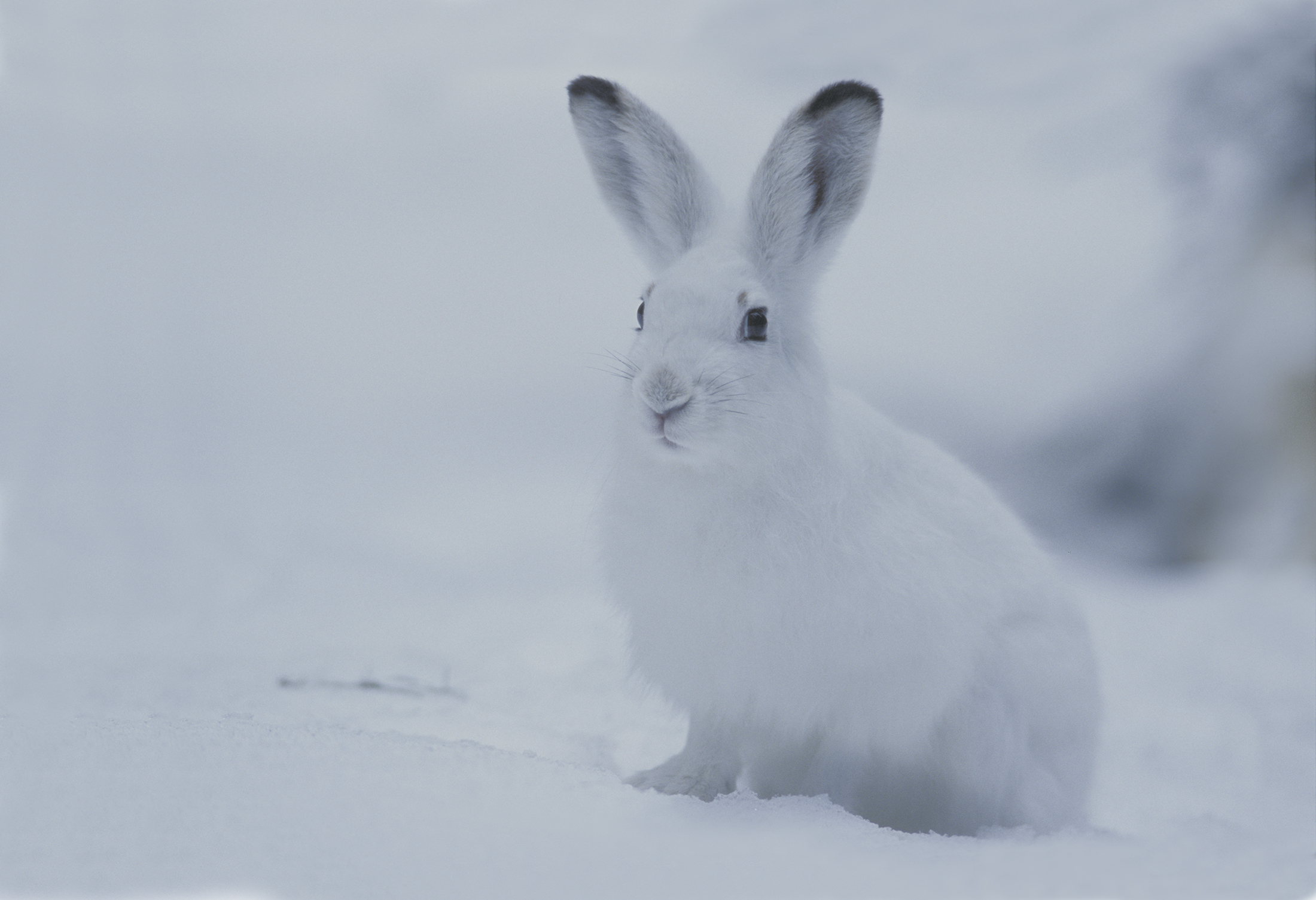Vinterhare 1xx