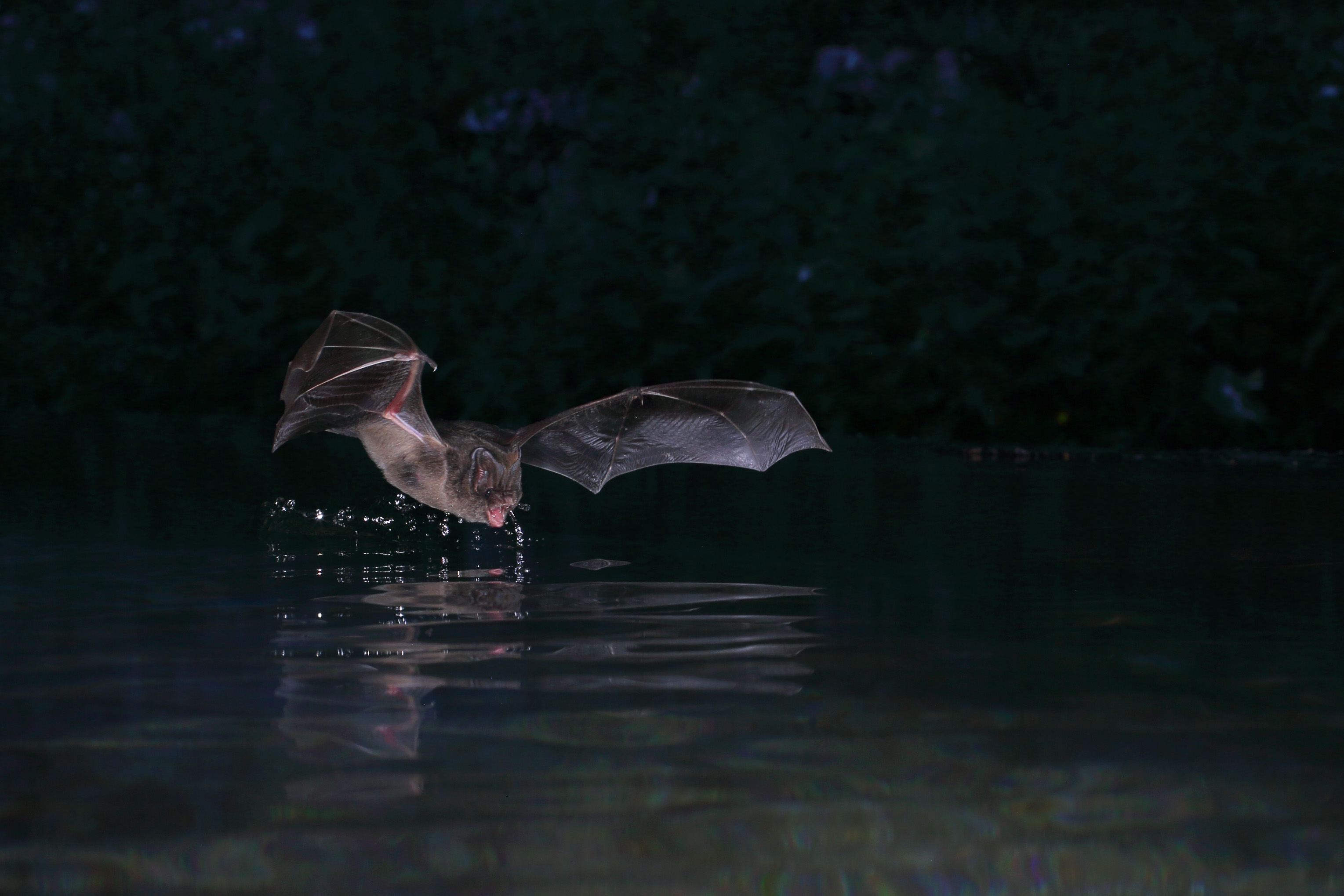 Barbastell Jens Rydell