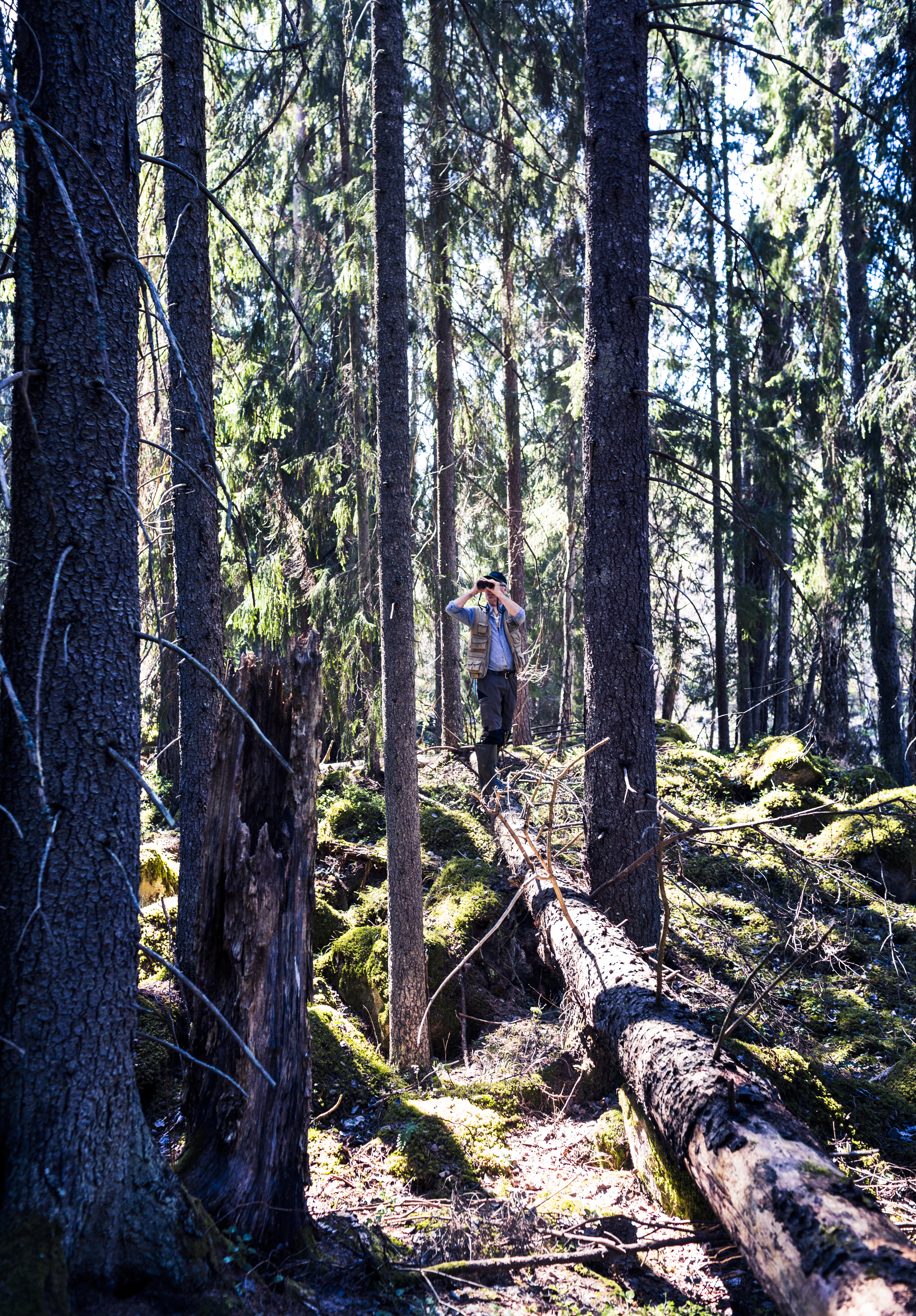 Skogen har fått vara i fred. Men det strypta vattenflödet gynnar granen på lövträdens bekostnad.