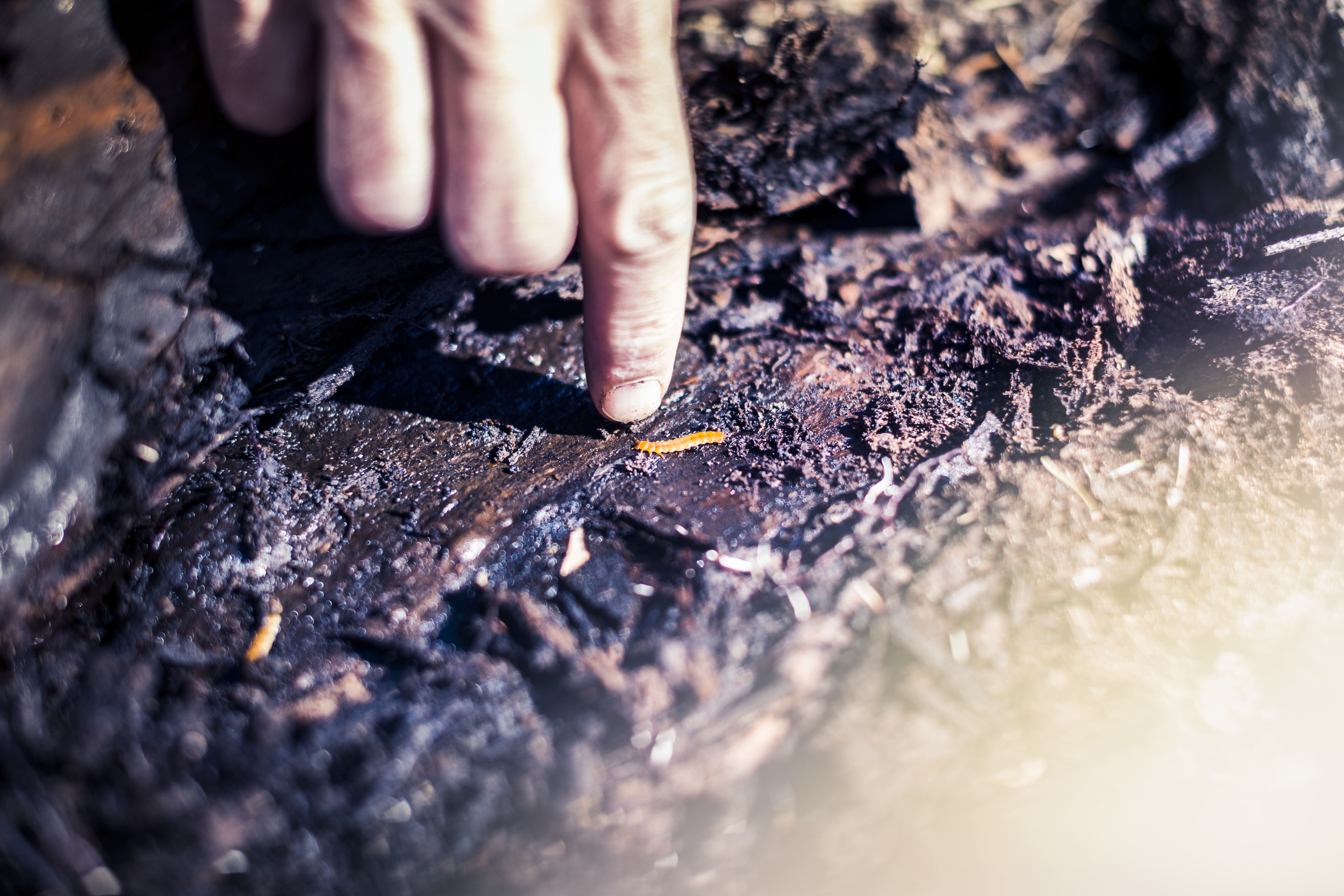 Cinnoberbaggens larv och fisk i strömmarna - båda lever i samma ekosystem.