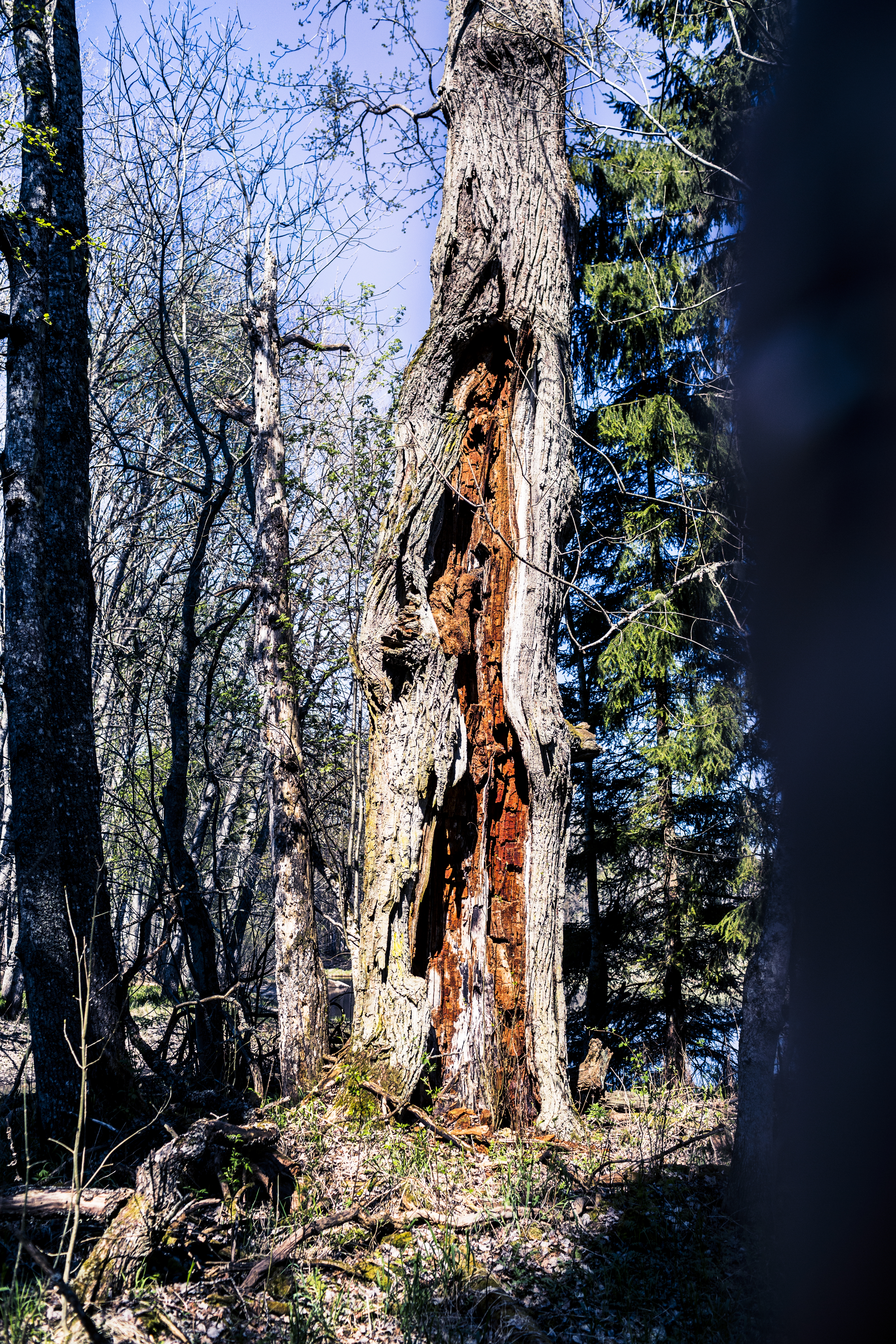 batfors6_Y4A0710-Edit