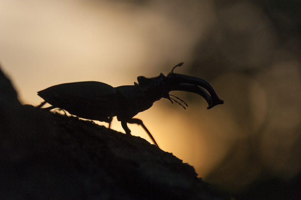 Ekoxe Annette Selden