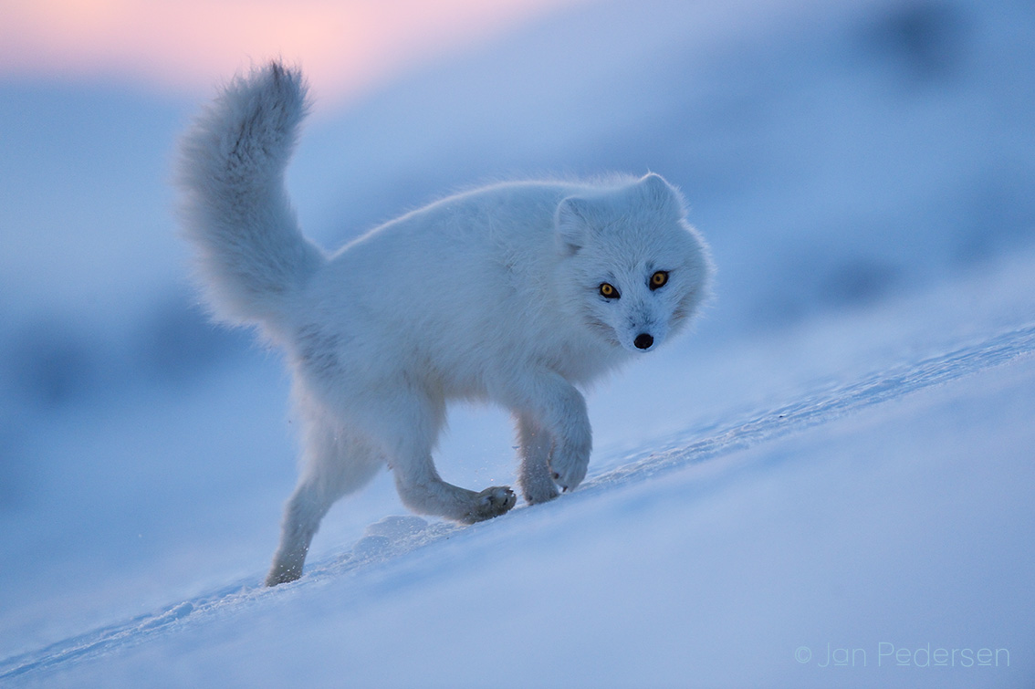 Fjällräv Jan Pedersen