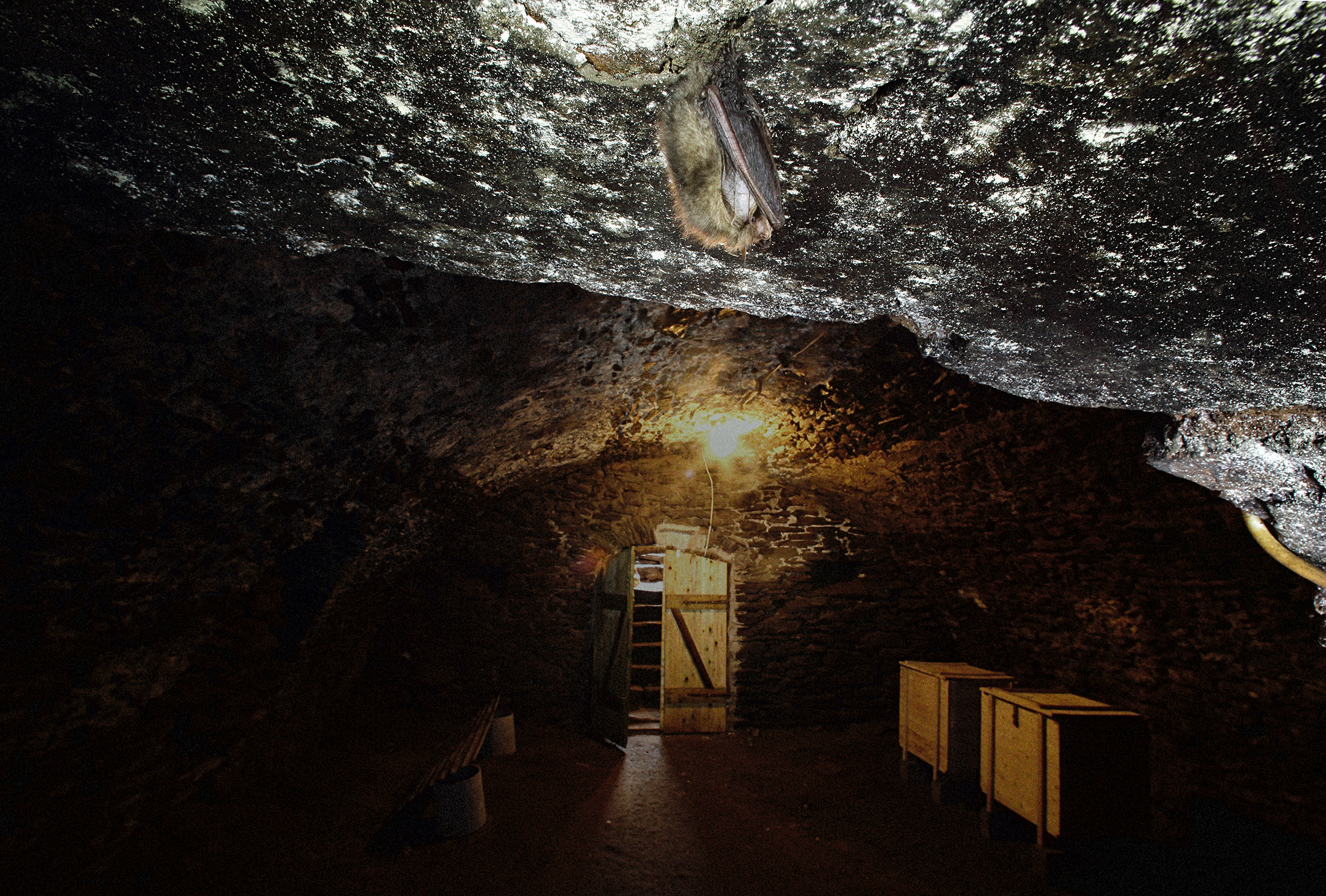 Fänneslunda säteris stora 1600-talskällare är en fin miljö för fladdermössens vinterdvala. Vi räknade in sju långörade fladdermöss (Plecotus auritus).