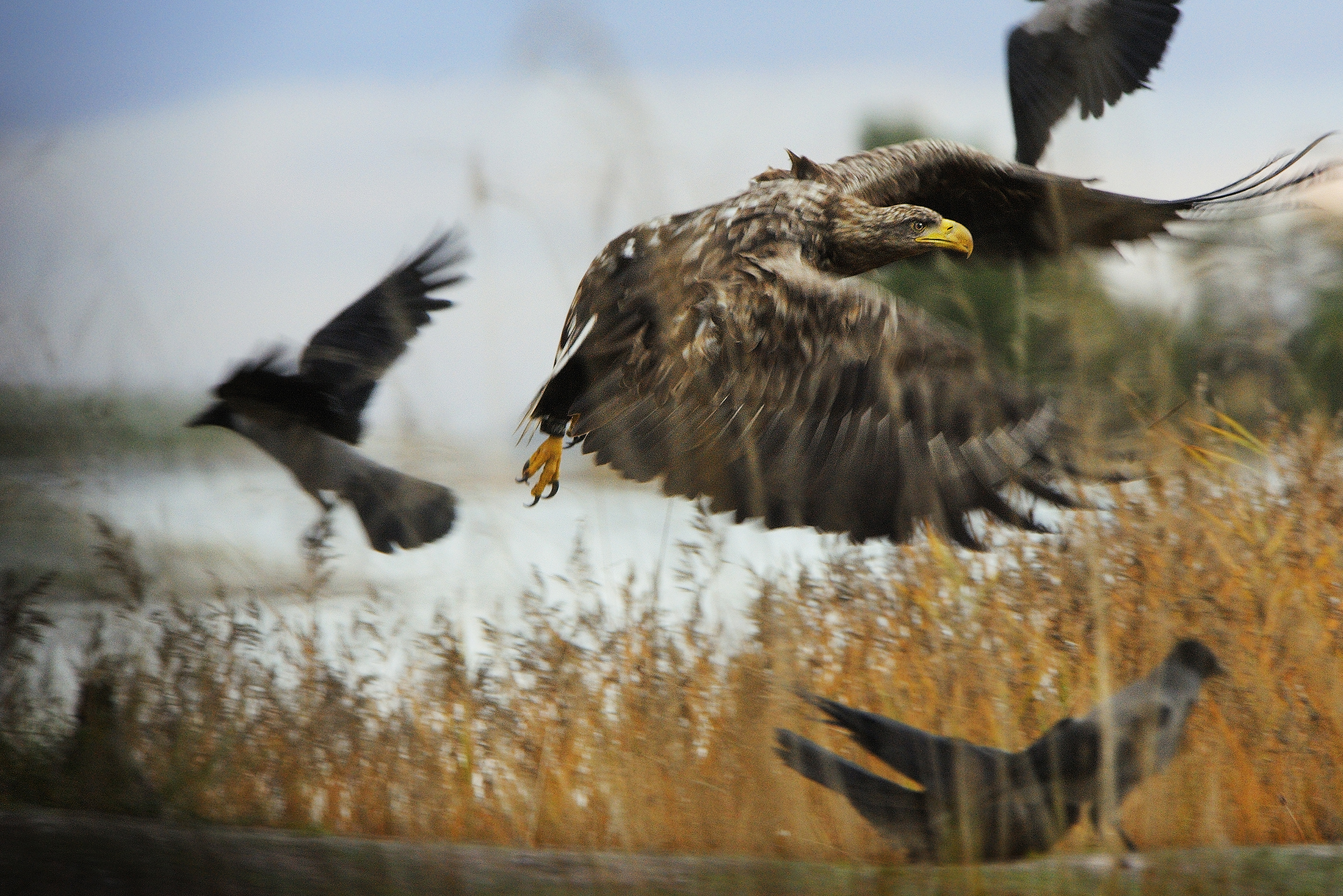Havsörn Mattias Klum Mindre