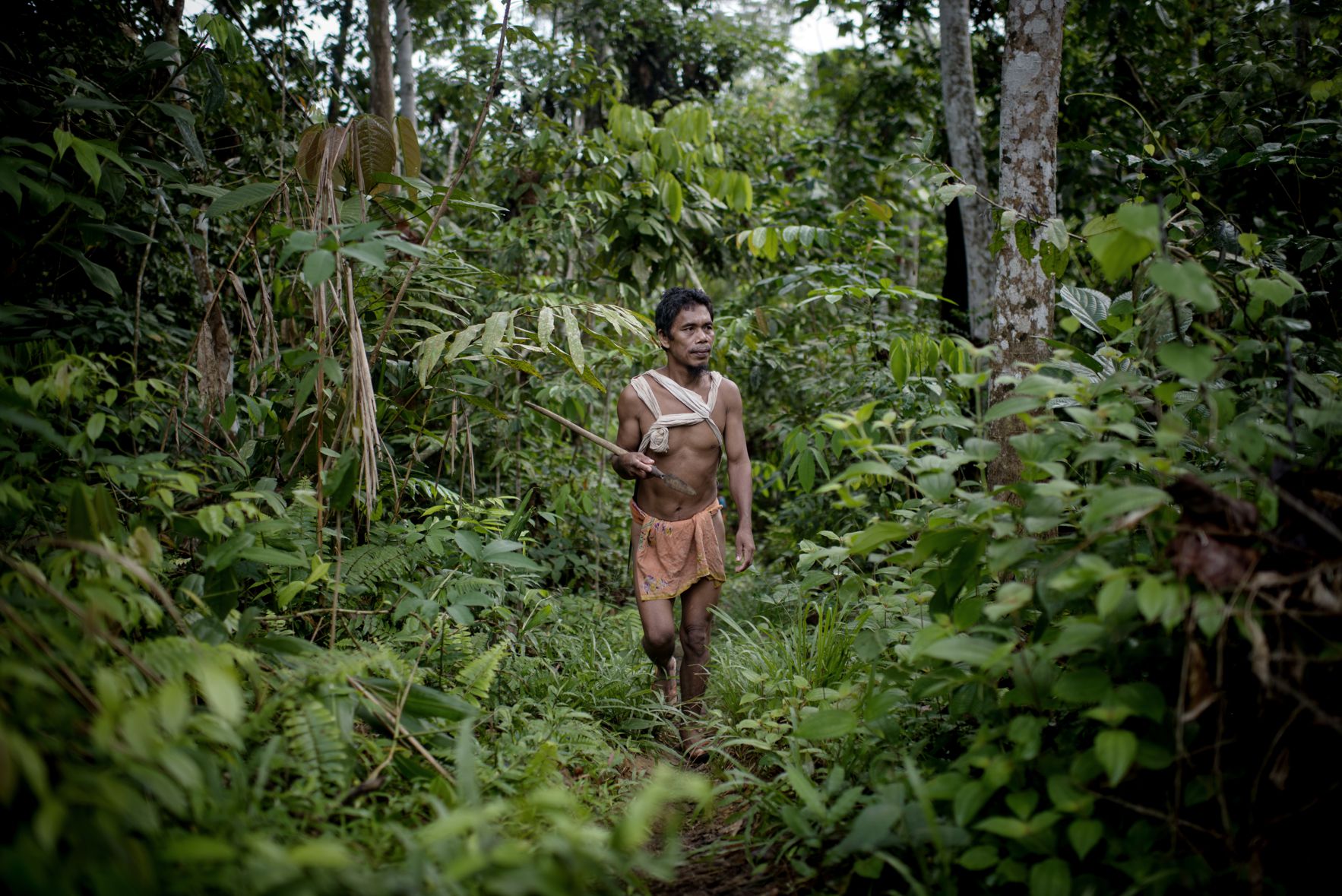Orang rimba-hövdingen Nggrip ser det som sin uppgift att bevara skogen. Det mesta av Sumatras skog har däremot redan avverkats, och merparten illegalt, av mäktiga intressen.