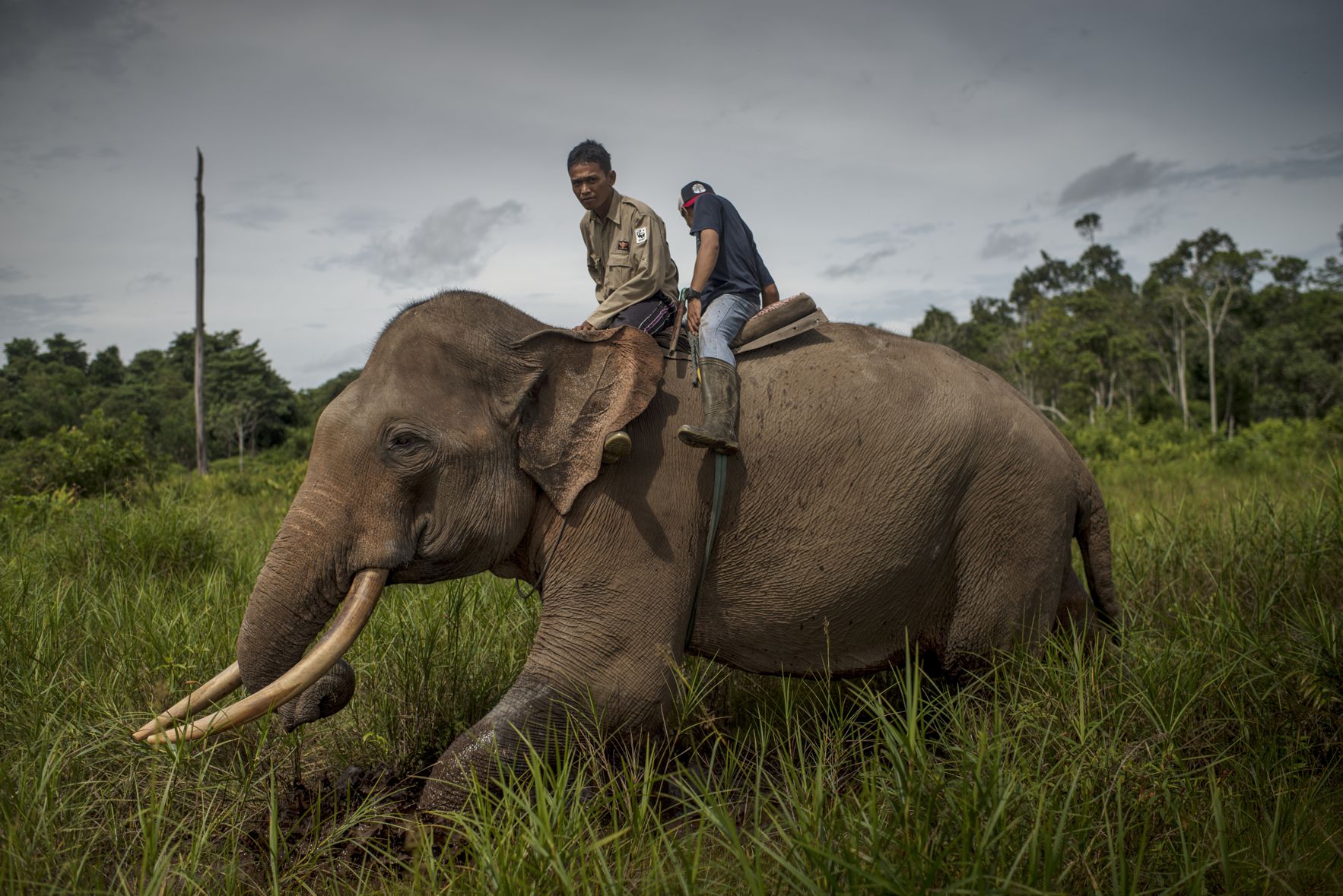 Heri och en av hans kolleger i Flying Squad rider på elefanten Rahman. Deras jobb är att övervaka den vilda elefantbefolkningen i Tesso Nilo. Illegal skövling krymper reviren och skapar allt fler konflikter mellan människor och utrotningshotade djur.
