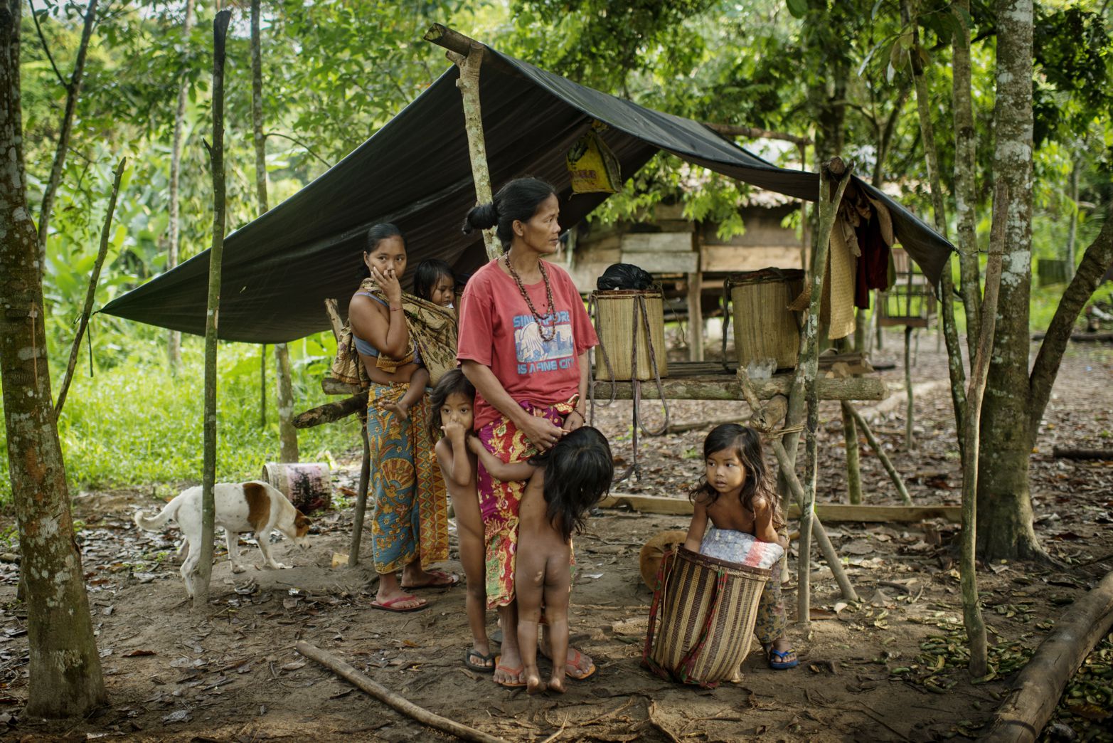 Bebet, Induk och deras barn lever enligt orang rim-ba-folkets traditioner i nationalparken Bukit Duabelas, Andra klaner har fått se sina skogar förstöras för oljepalmsplantage och lever nu i extrem fattigdom i samhällets utkant.