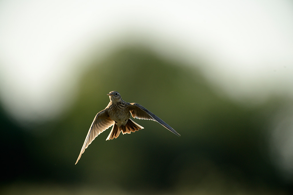 Sånglärka_MagnusMartinsson