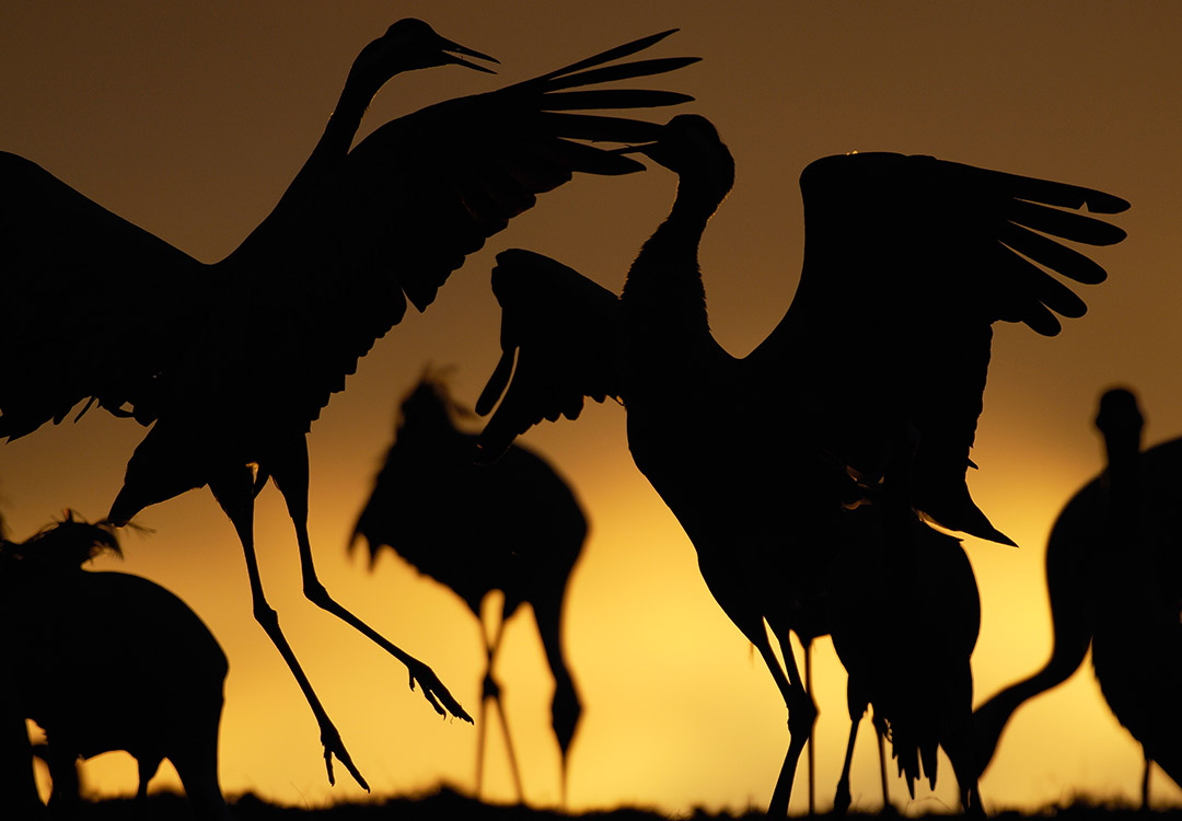 Crane (Grus grus), displaying/dancing, Lake Hornborga, Sweden.